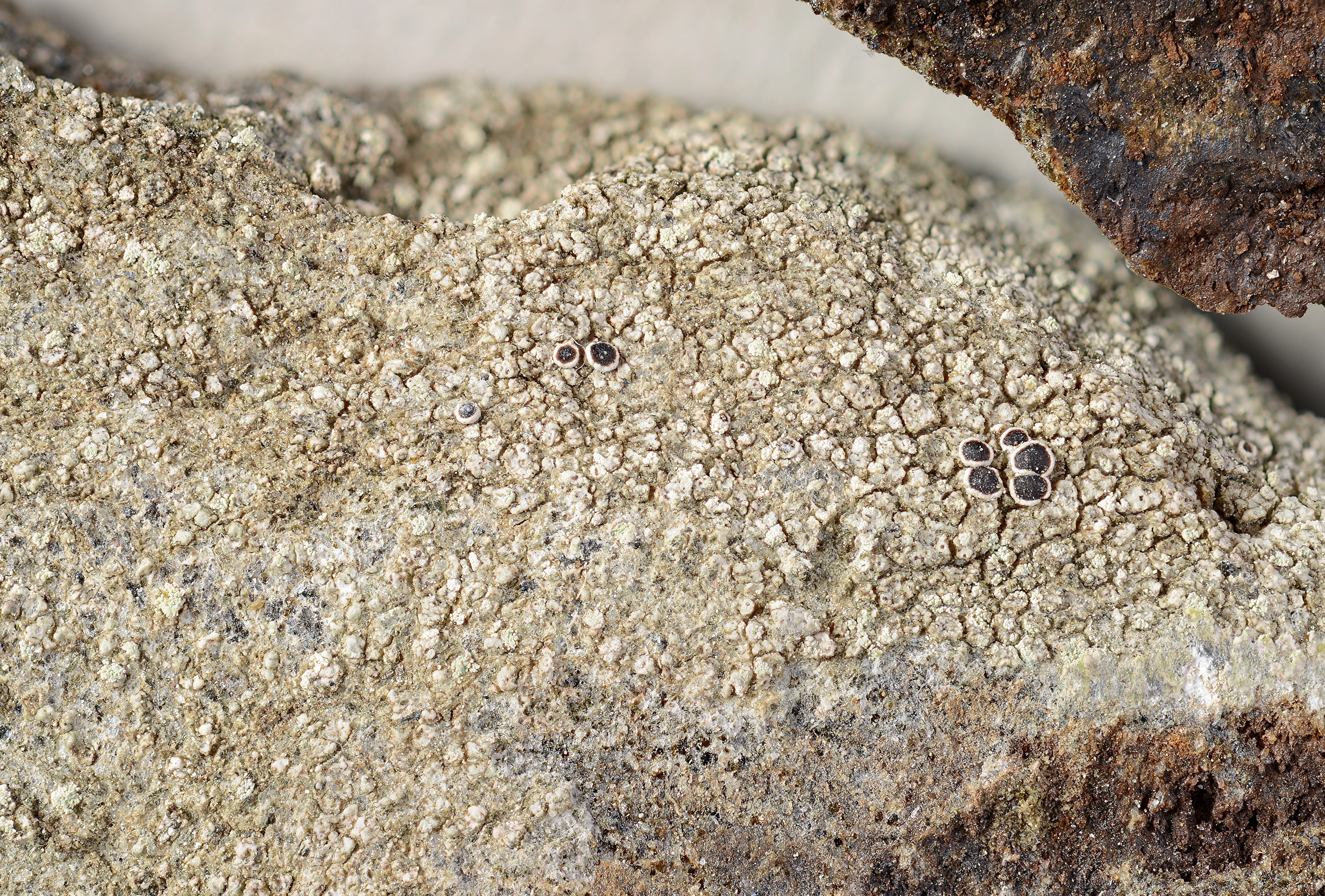 : Lecanora umbrosa.