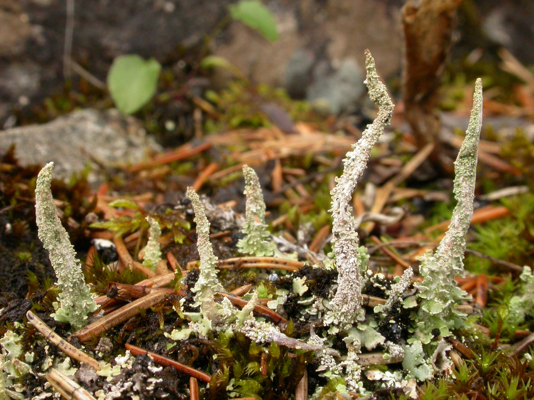 : Cladonia acuminata.