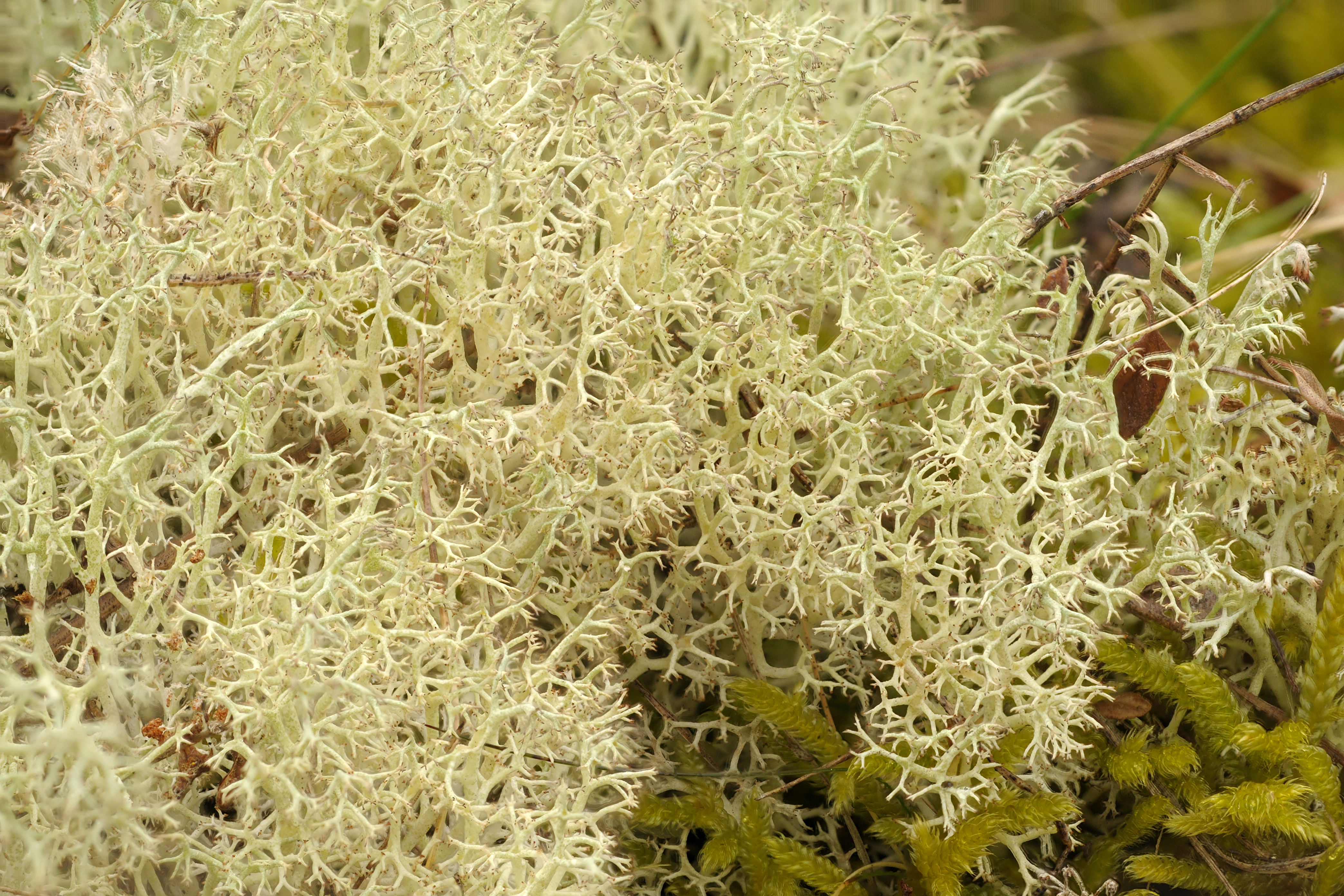 : Cladonia ciliata.