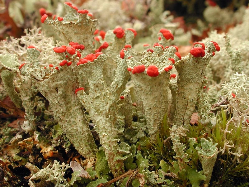 : Cladonia coccifera.