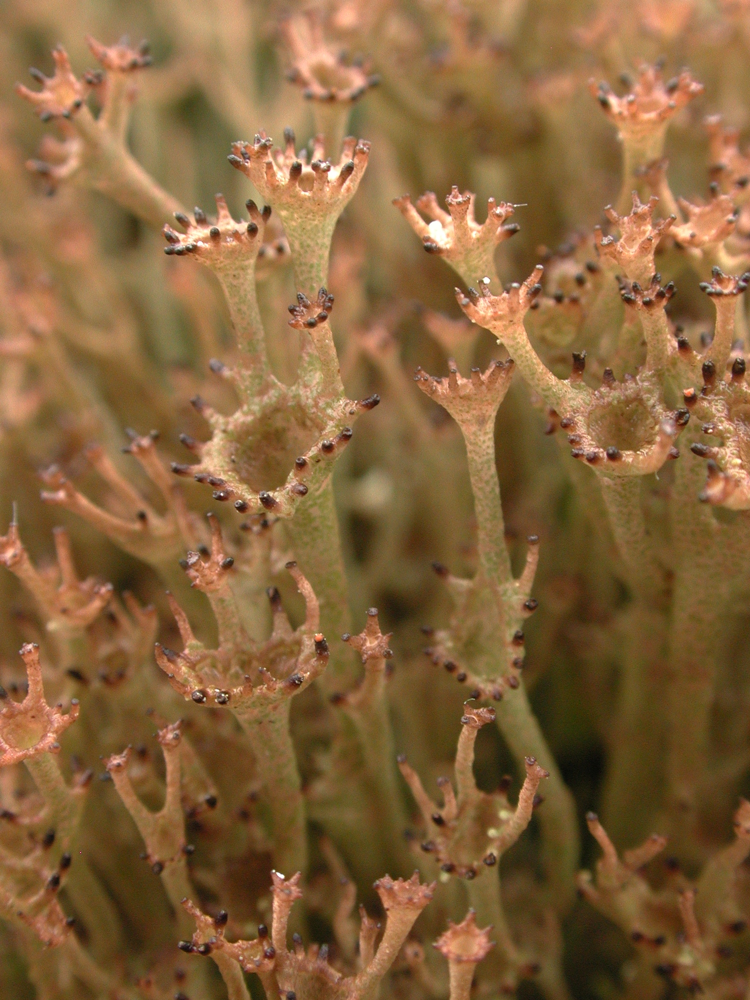 : Cladonia crispata.