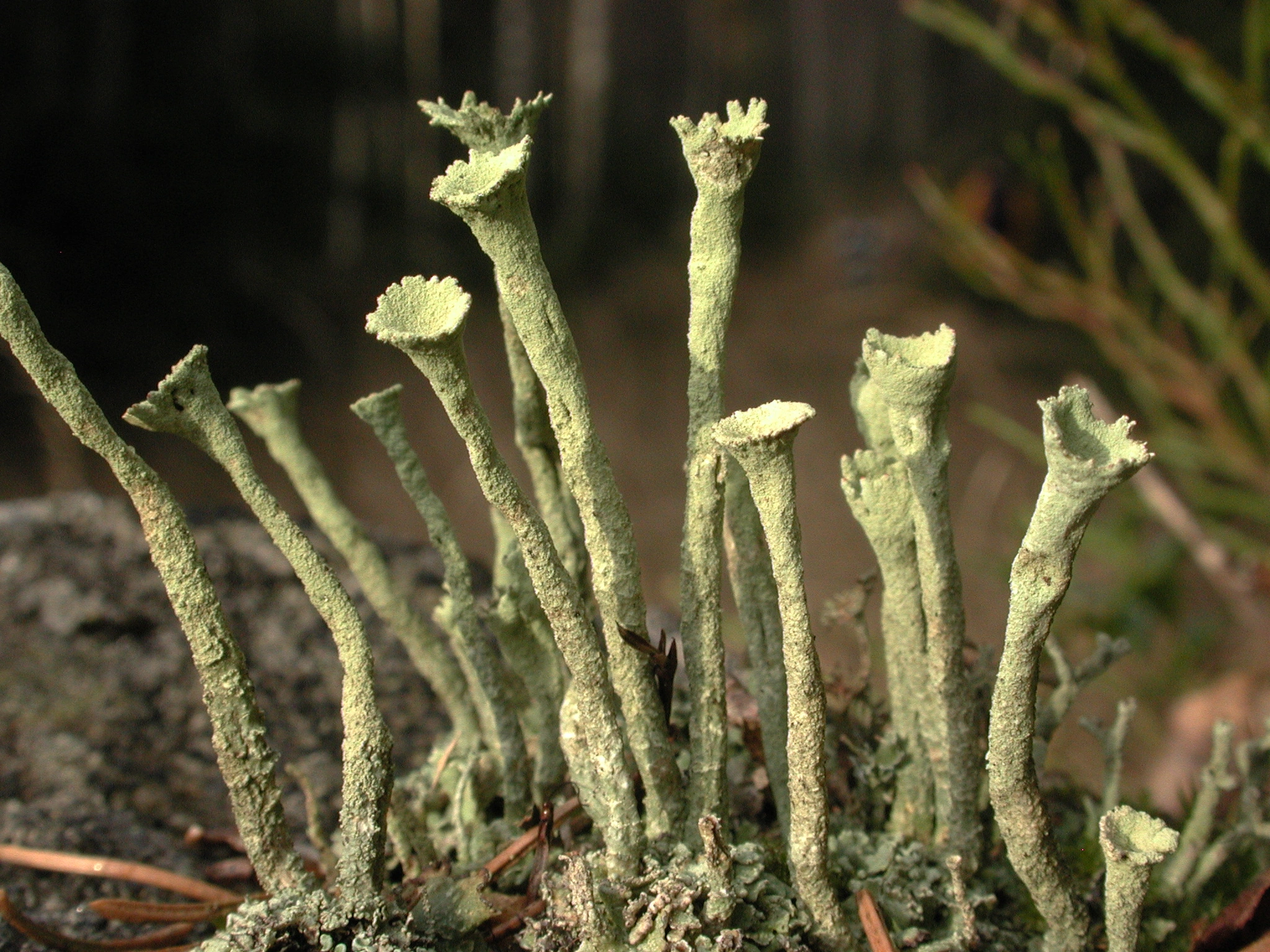 : Cladonia deformis.