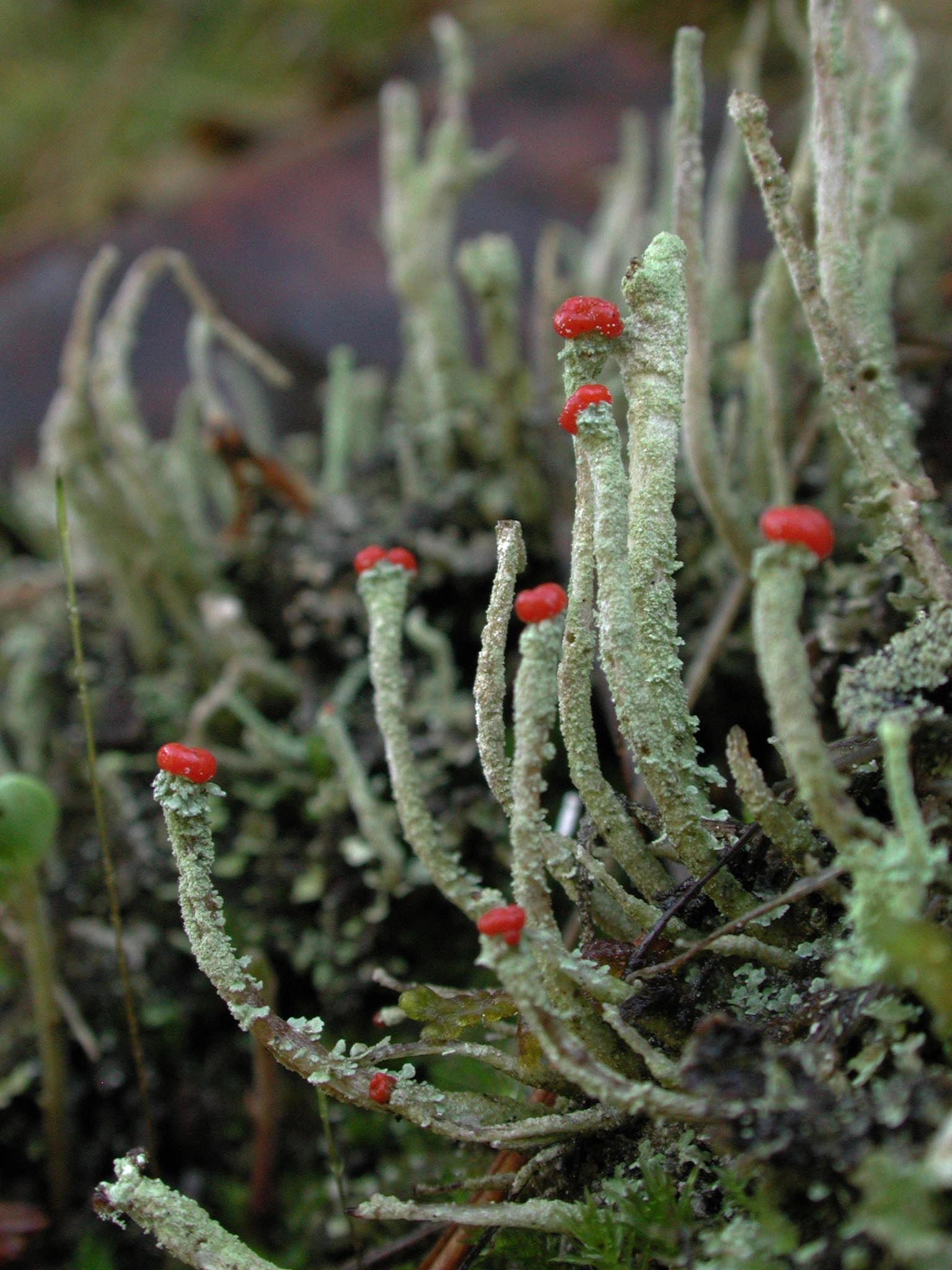 : Cladonia macilenta.