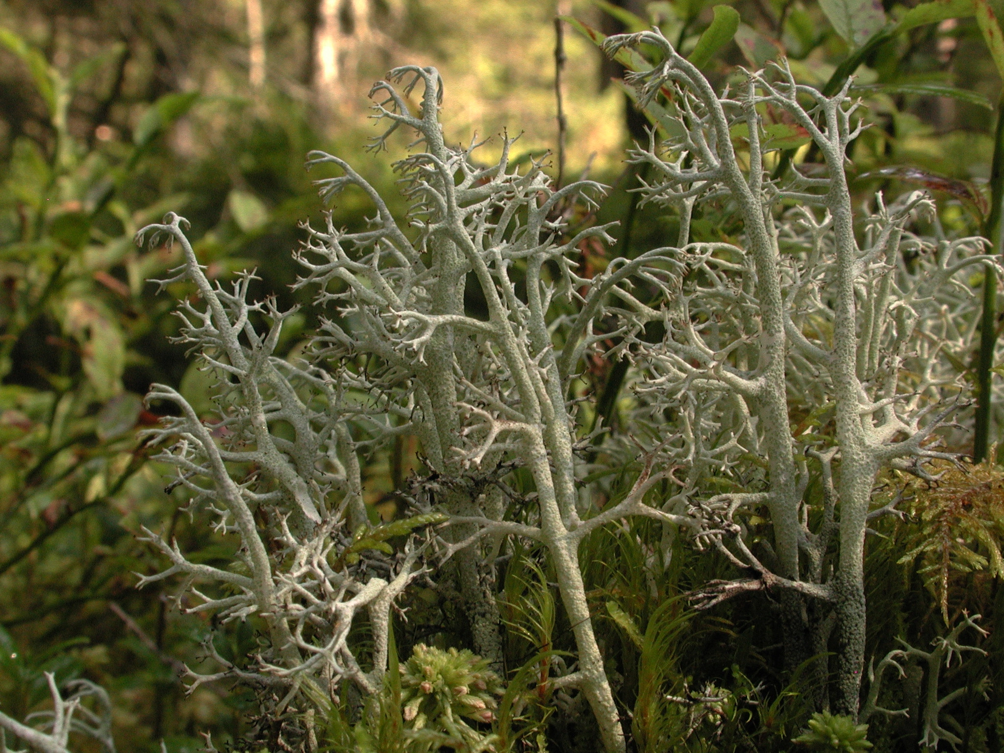 : Cladonia stygia.