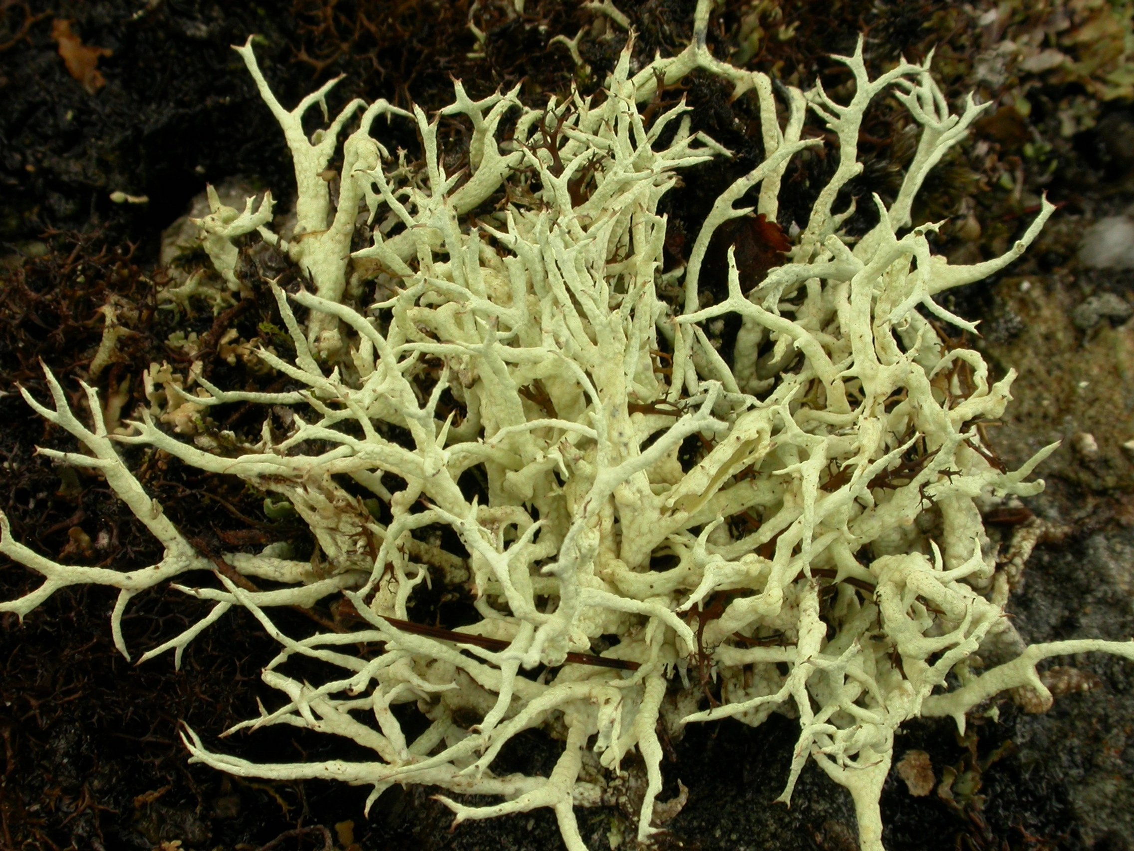 : Cladonia zopfii.