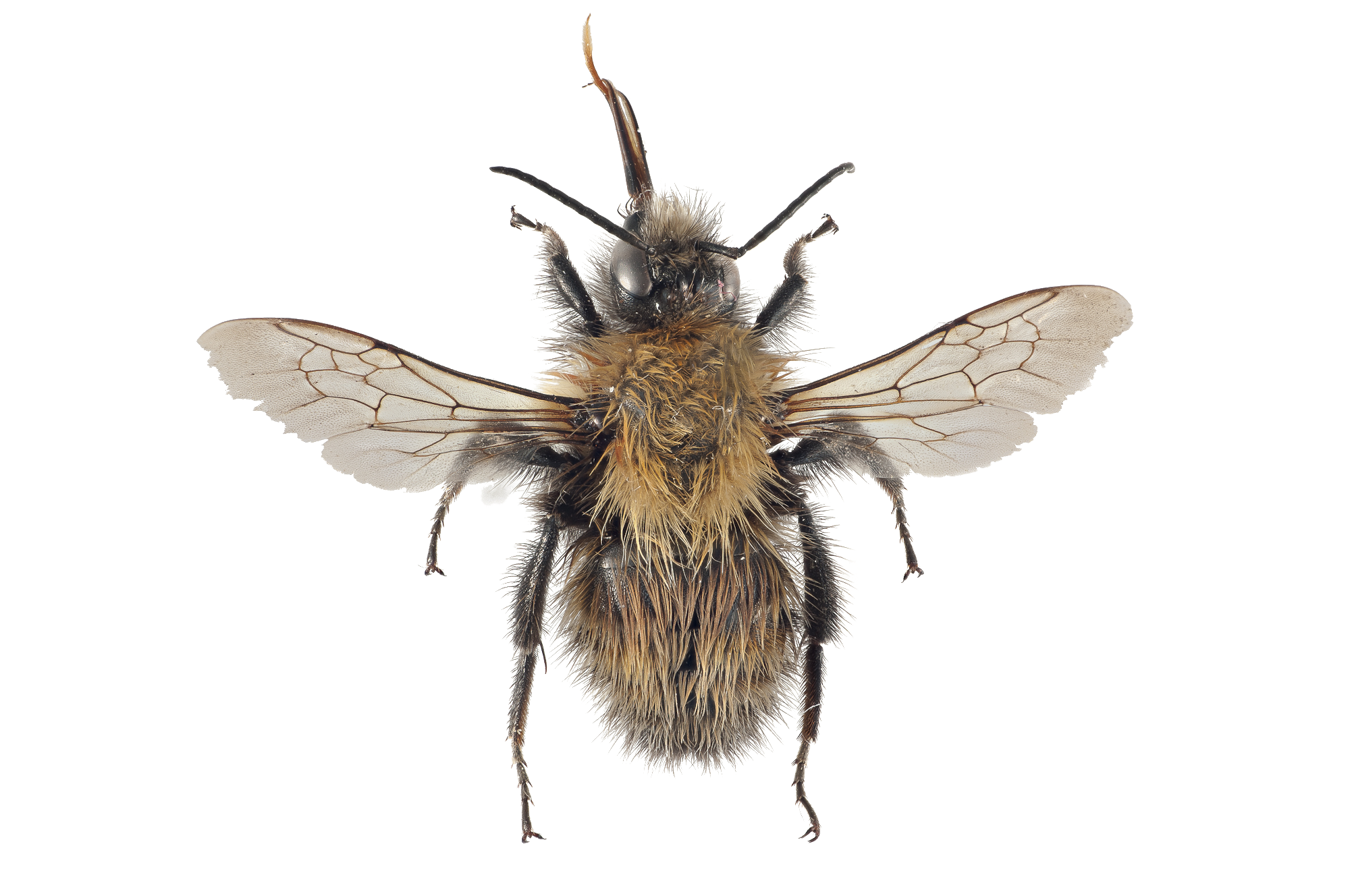 : Bombus (Thoracobombus) humilis.