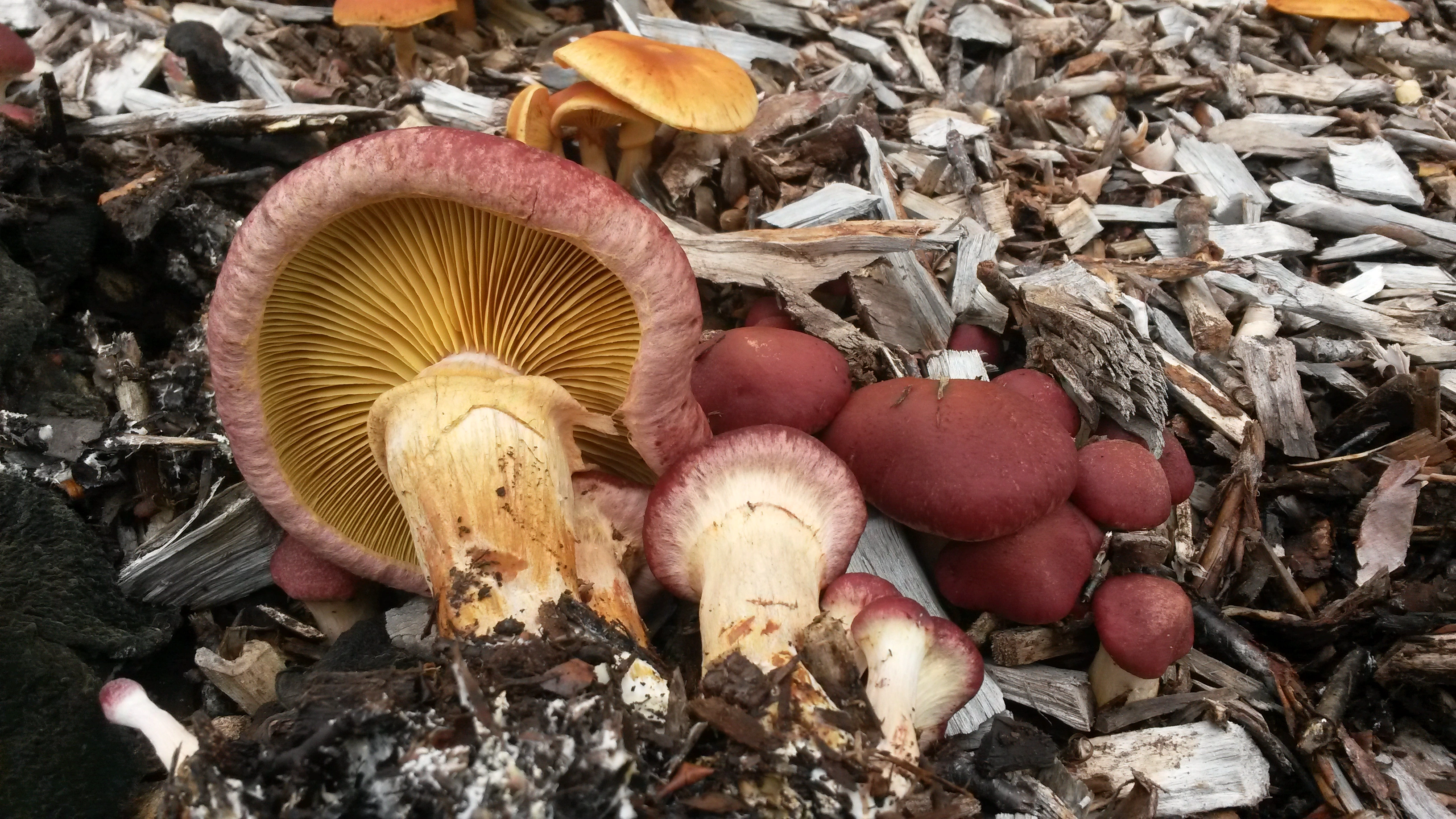 : Gymnopilus luteofolius.