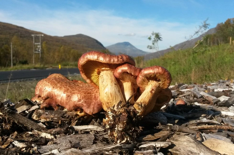 : Gymnopilus luteofolius.