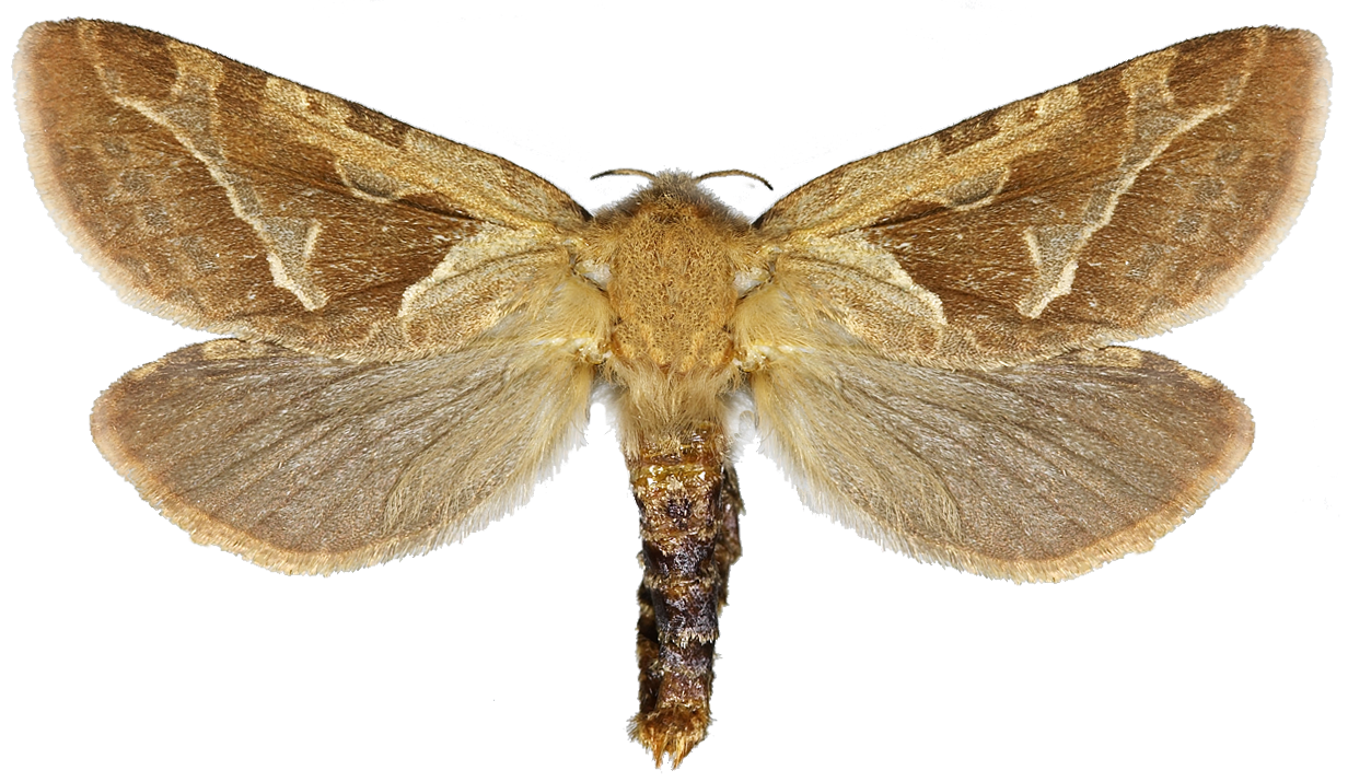 : Triodia sylvina.