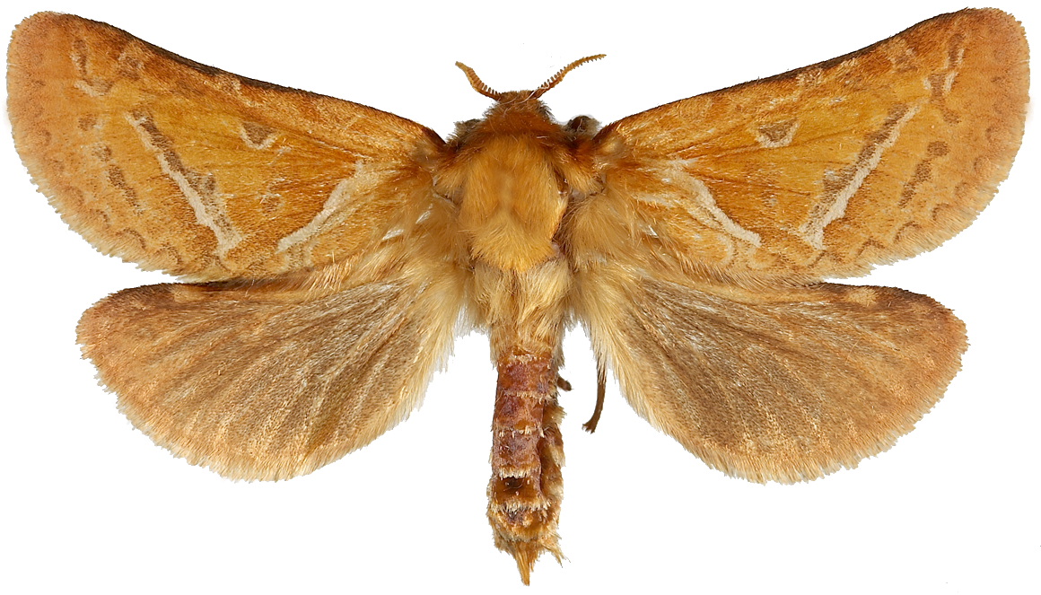 : Triodia sylvina.