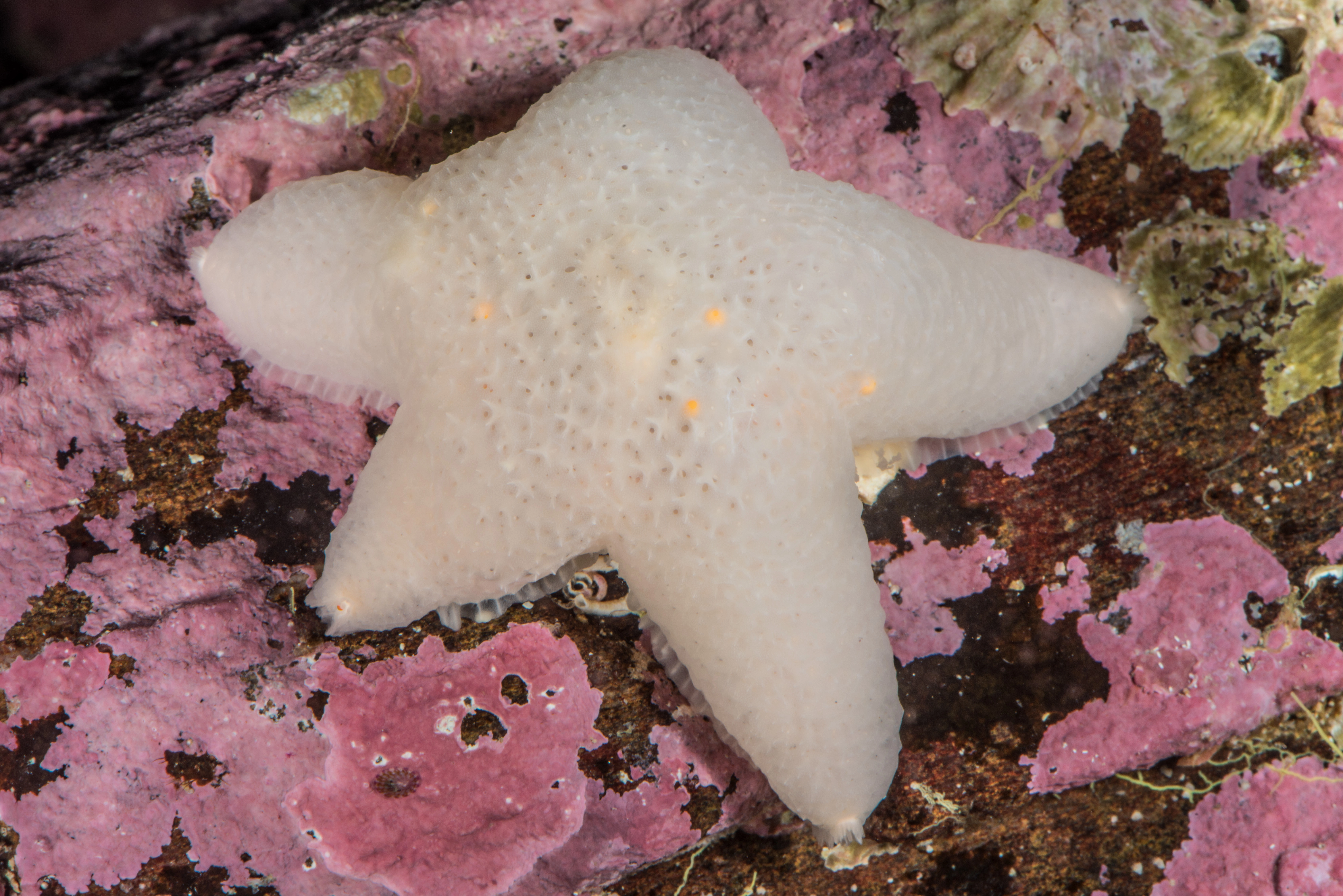 : Pteraster militaris.