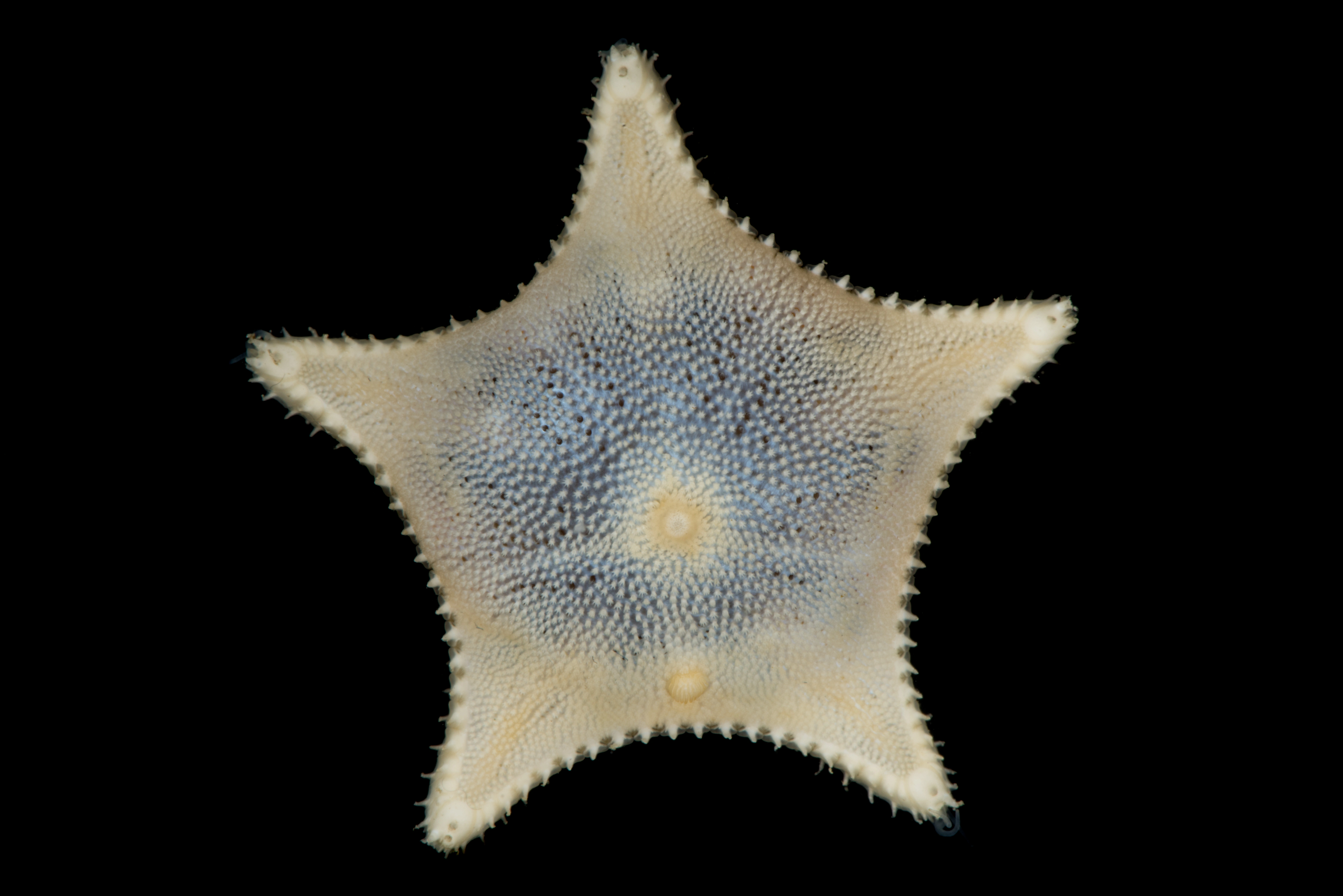 : Ctenodiscus crispatus.