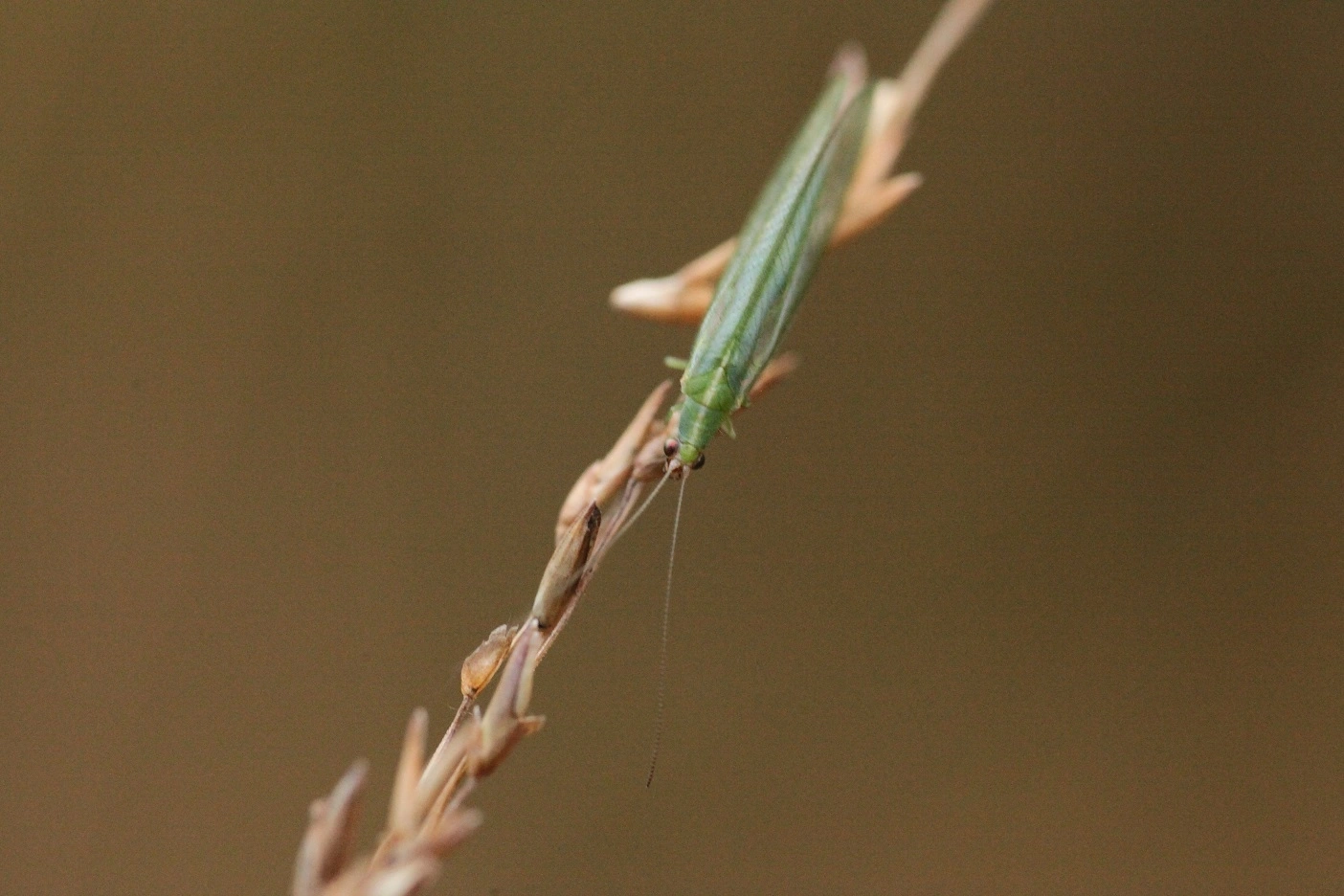 : Peyerimhoffina gracilis.