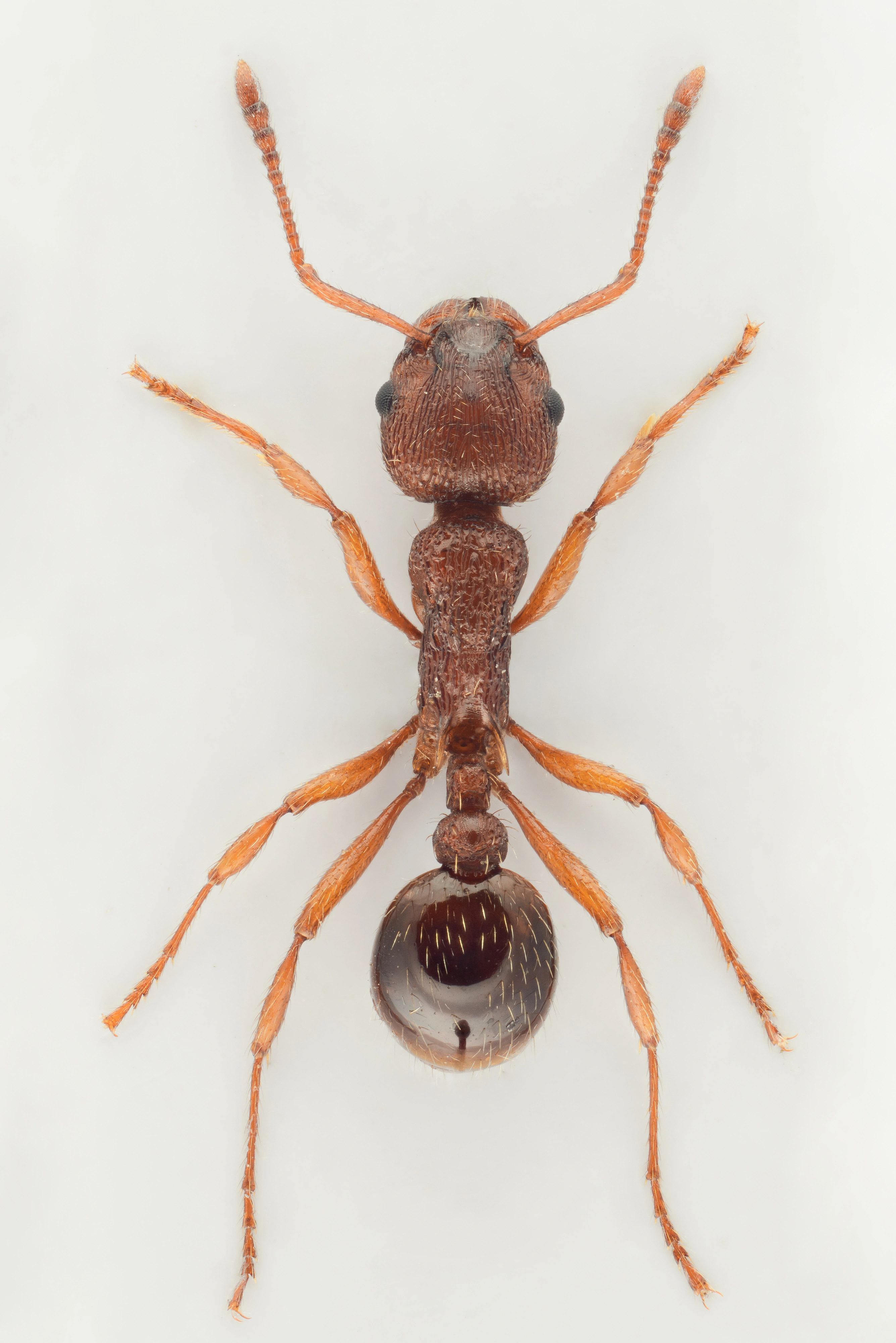 : Myrmica gallienii.