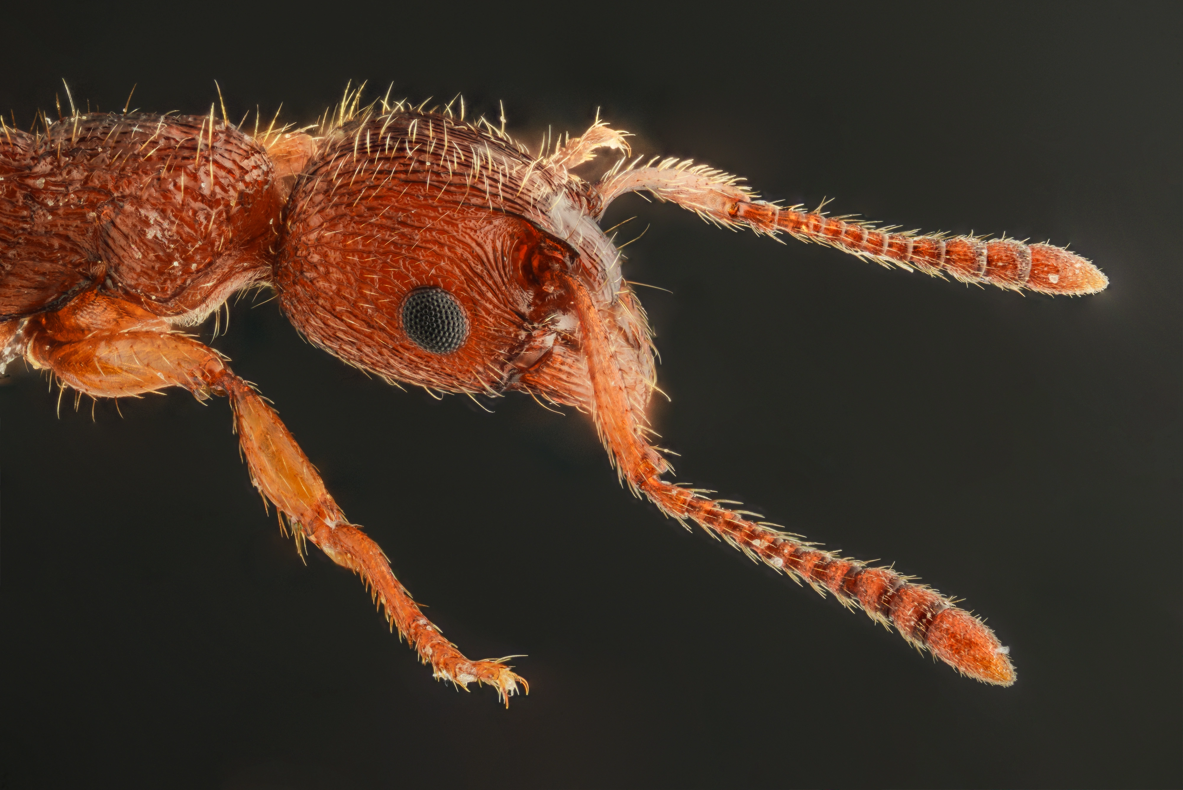 : Myrmica gallienii.