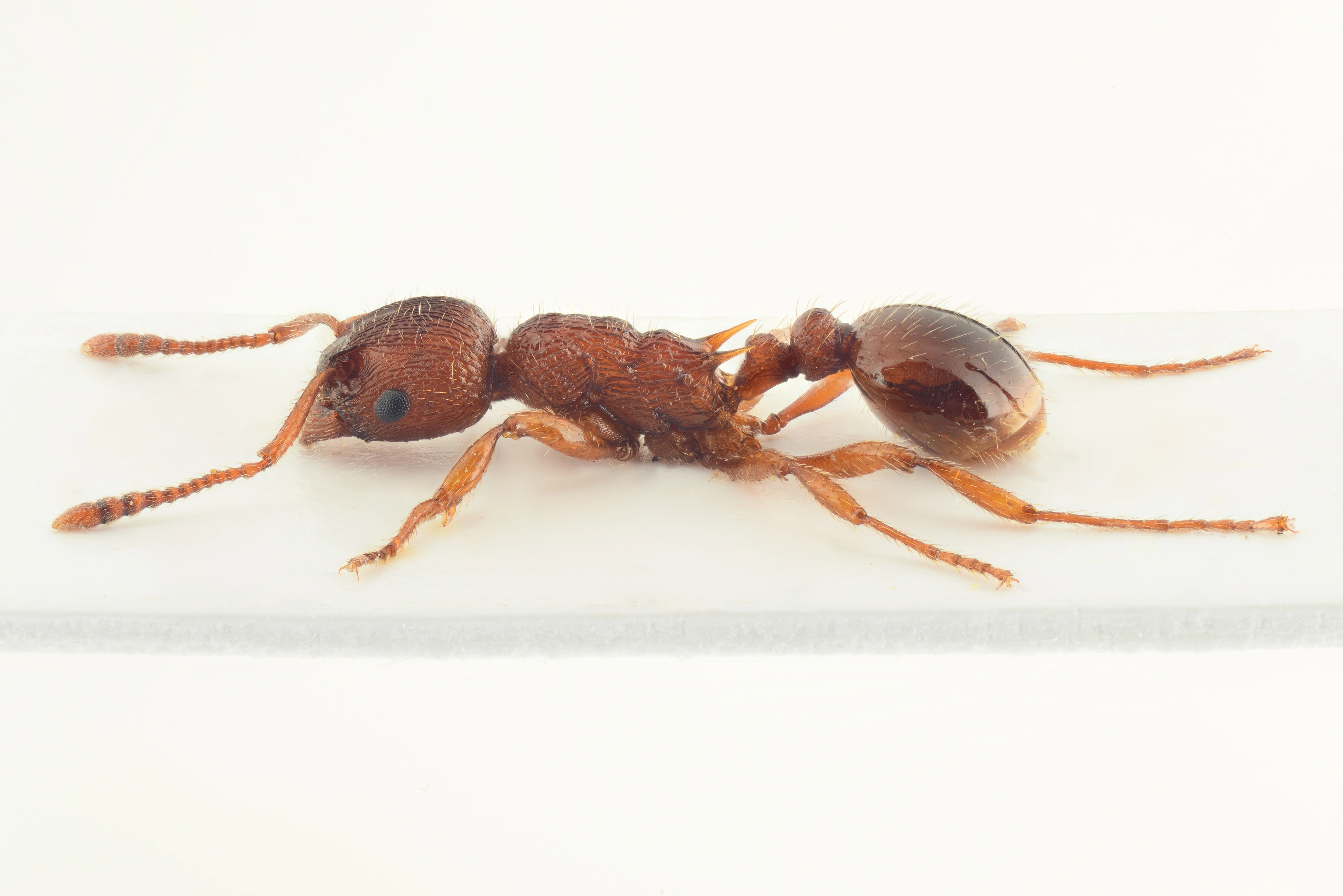 : Myrmica gallienii.