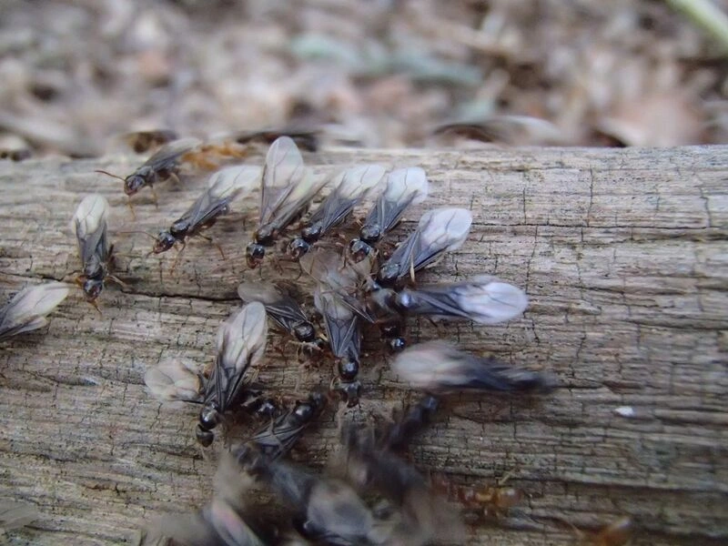 : Lasius mixtus.