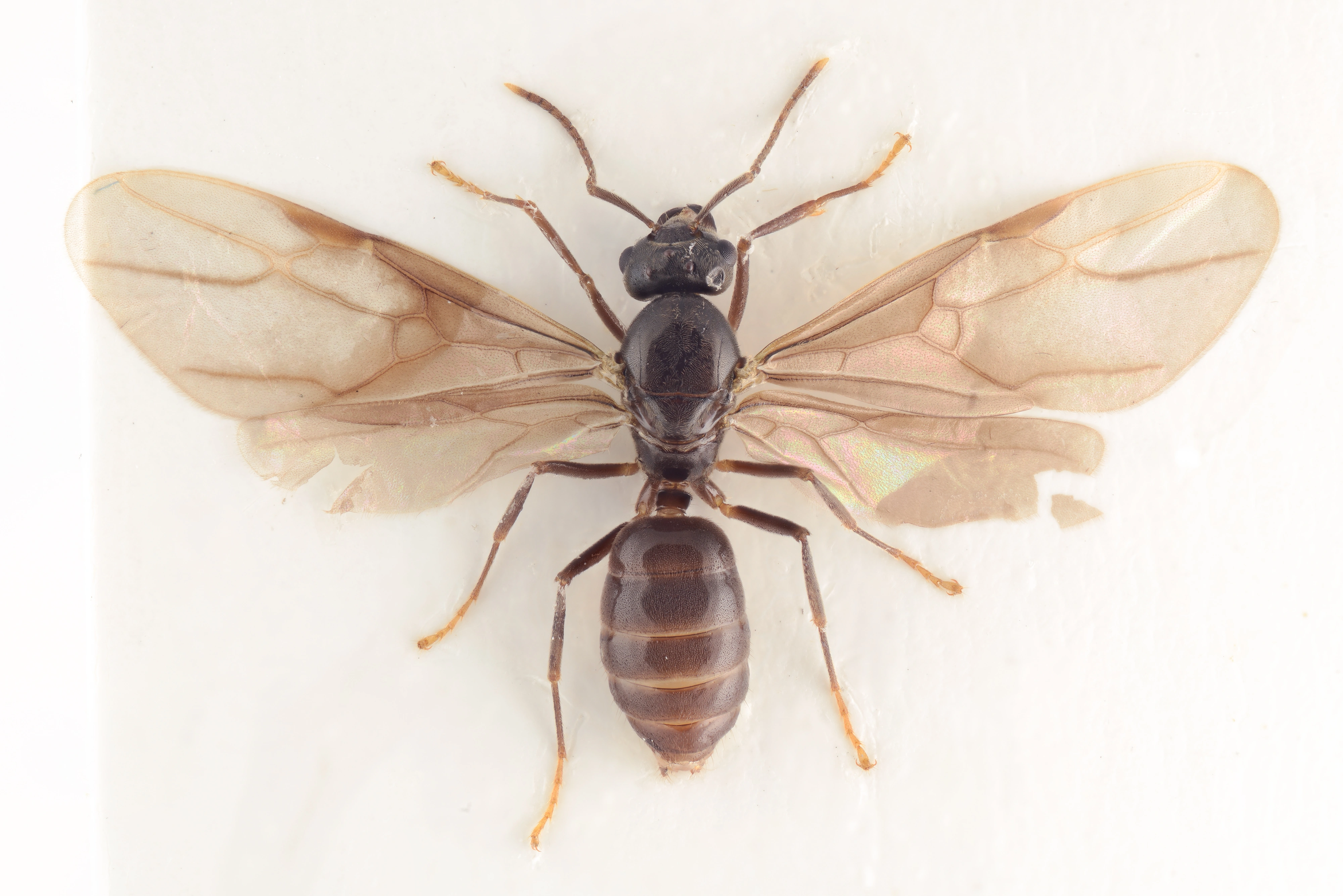 : Lasius (Chthonolasius) mixtus.