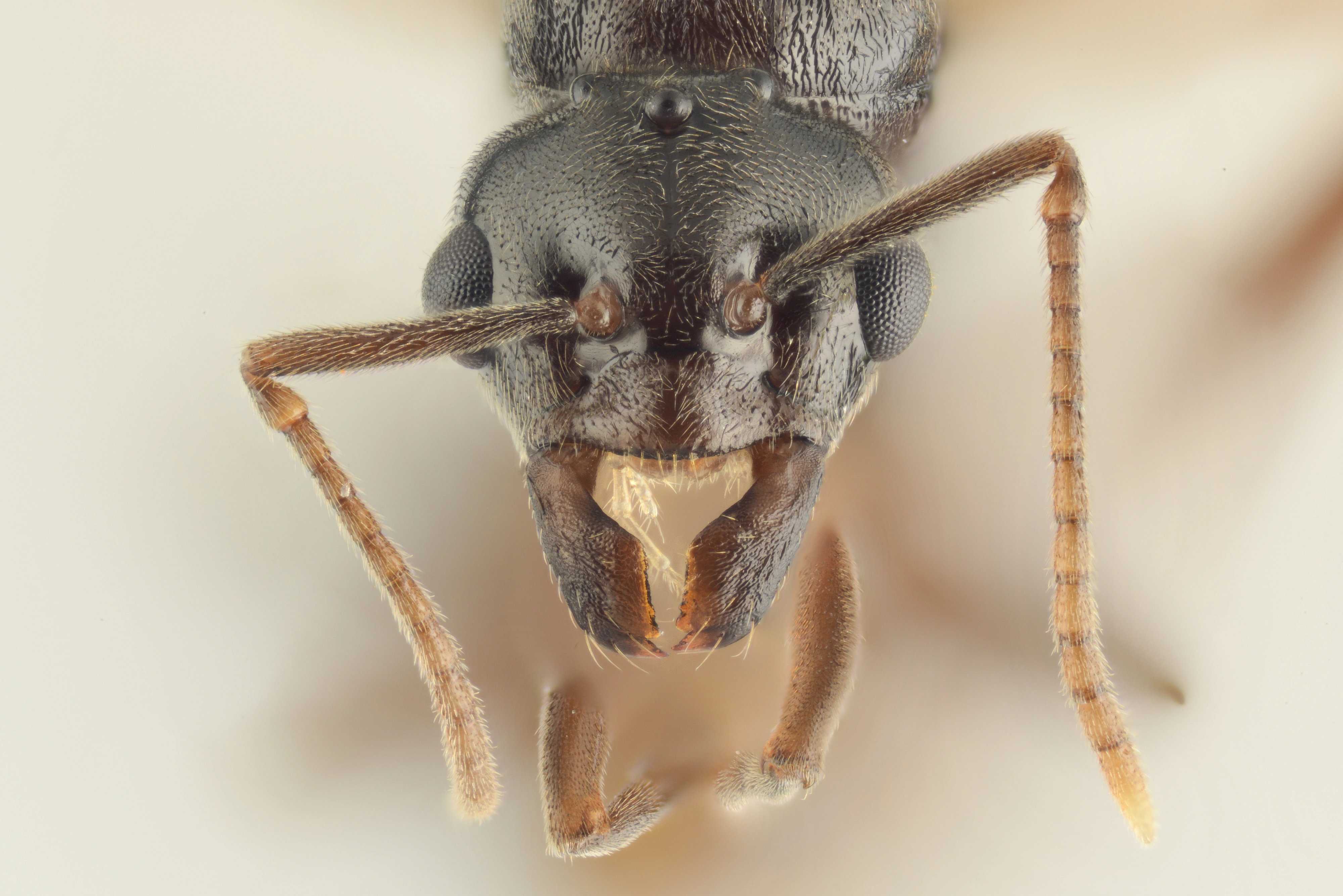 : Lasius (Chthonolasius) mixtus.