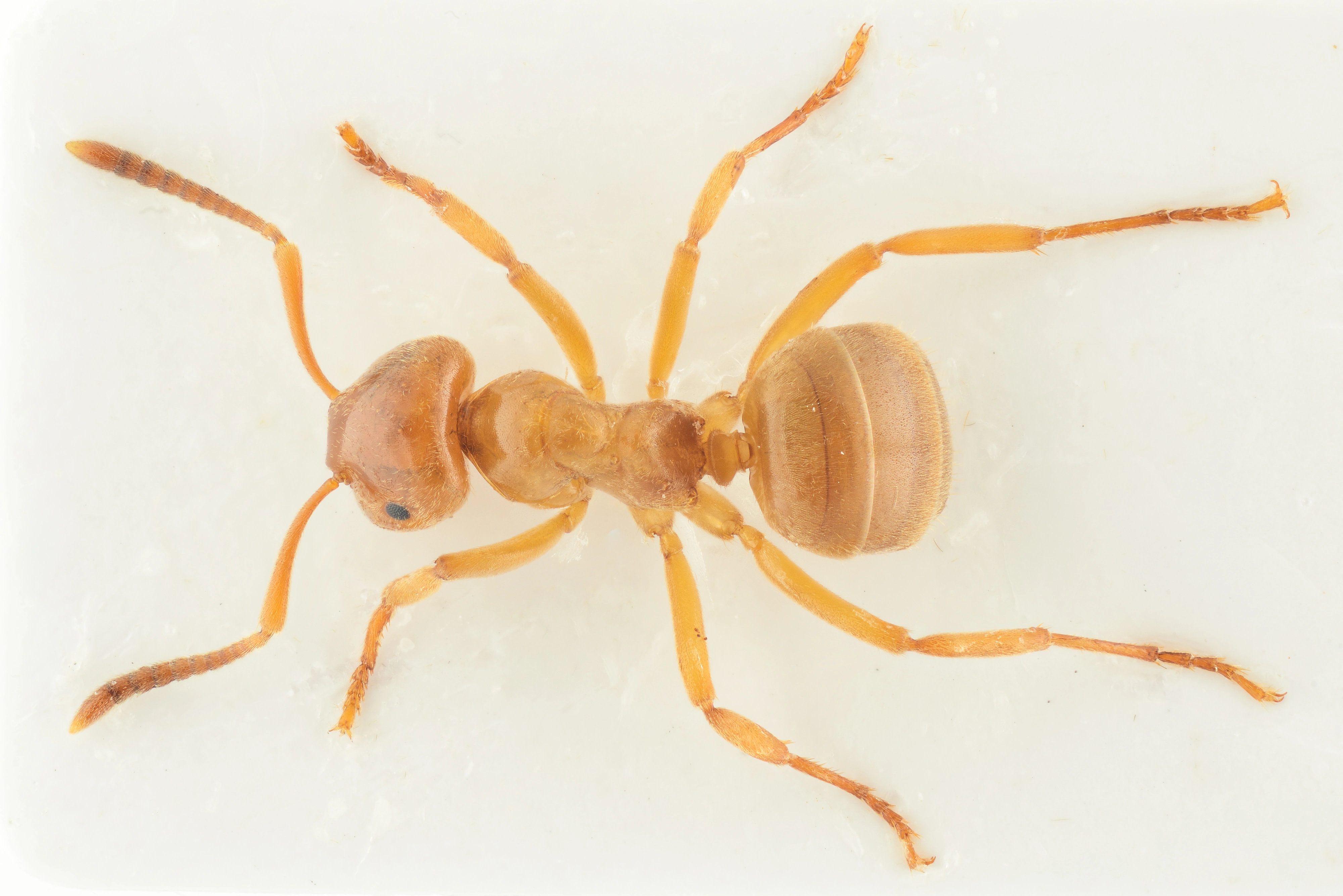 : Lasius (Chthonolasius) mixtus.