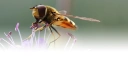 : Syrphus.