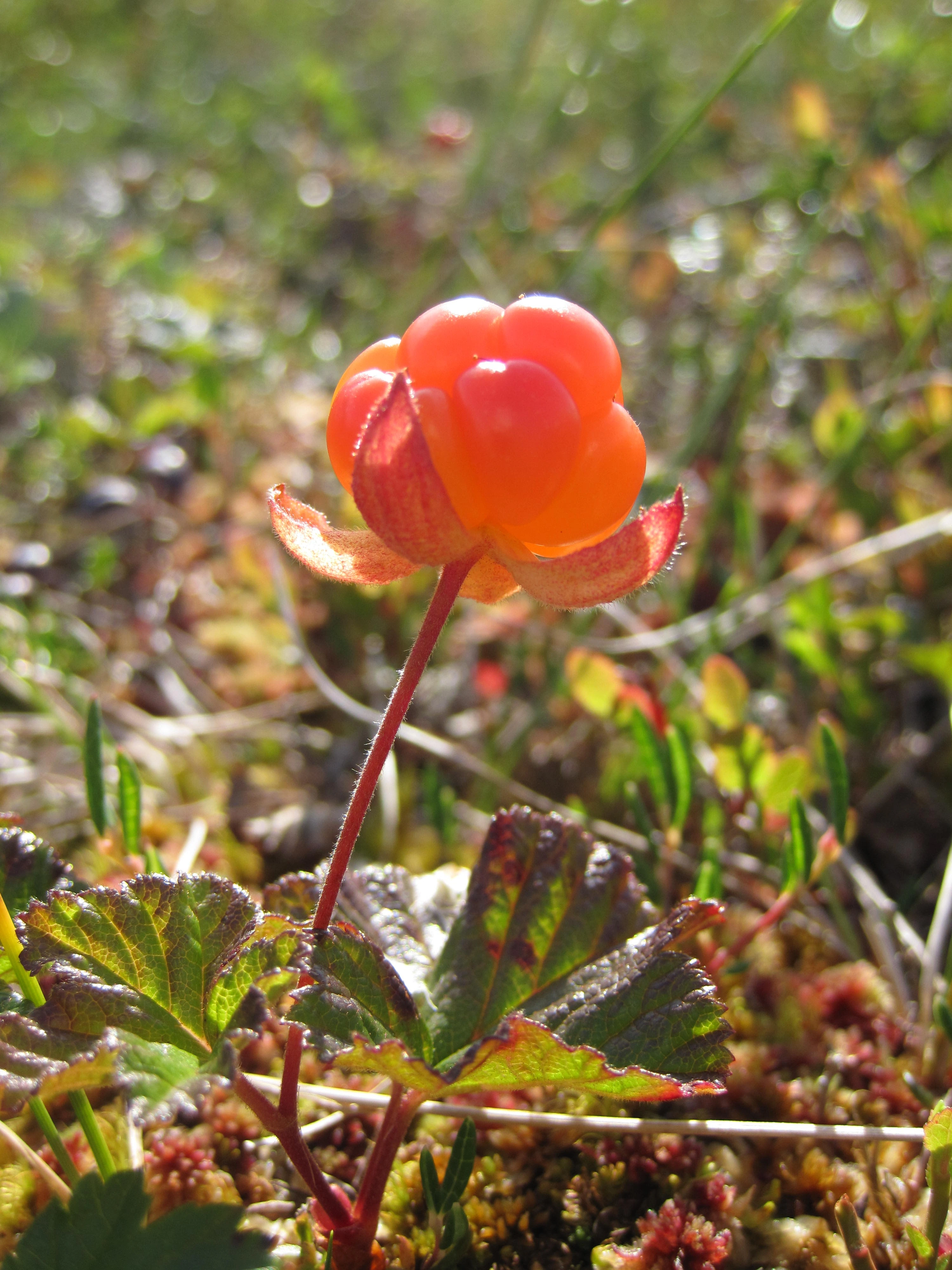 : Rubus chamaemorus.