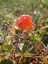 : Rubus chamaemorus.