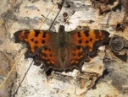 : Polygonia c-album.