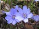 : Hepatica nobilis.