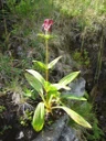 : Gentiana purpurea.