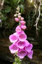 : Digitalis purpurea.