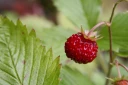 : Fragaria vesca.