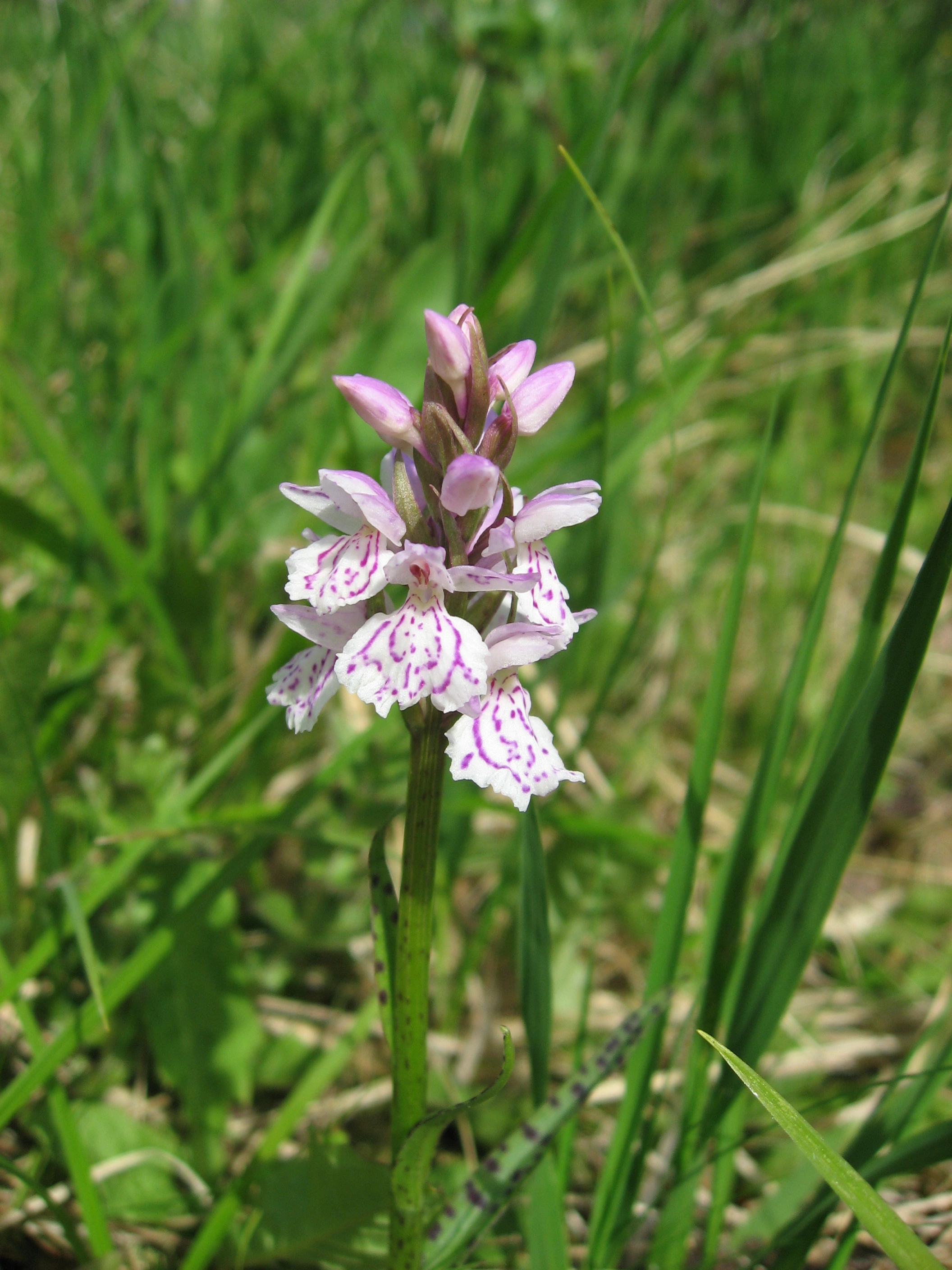 : Dactylorhiza maculata.