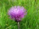 : Cirsium heterophyllum.
