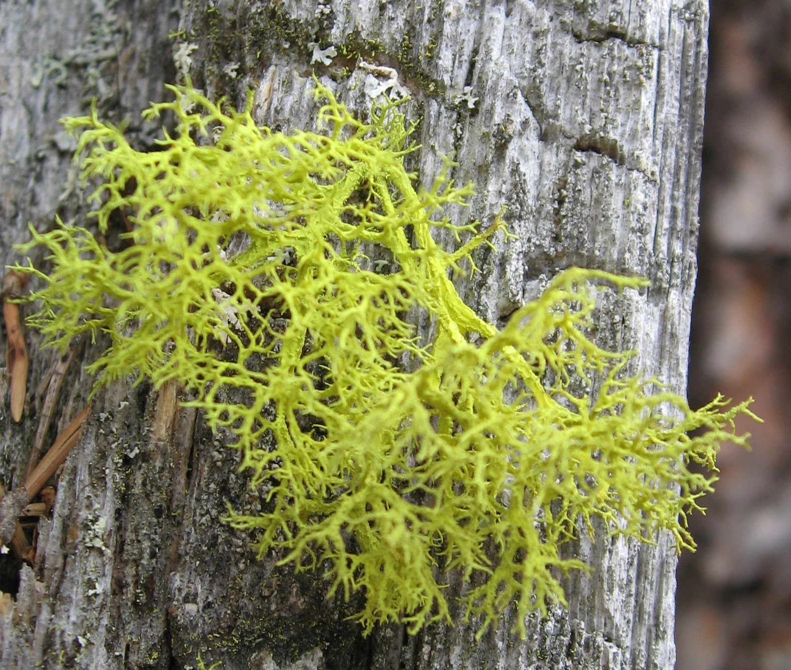 : Letharia vulpina.