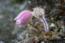 : Pulsatilla vernalis.