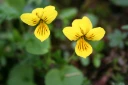 : Viola biflora.