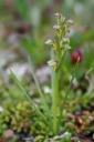 : Dactylorhiza viridis.