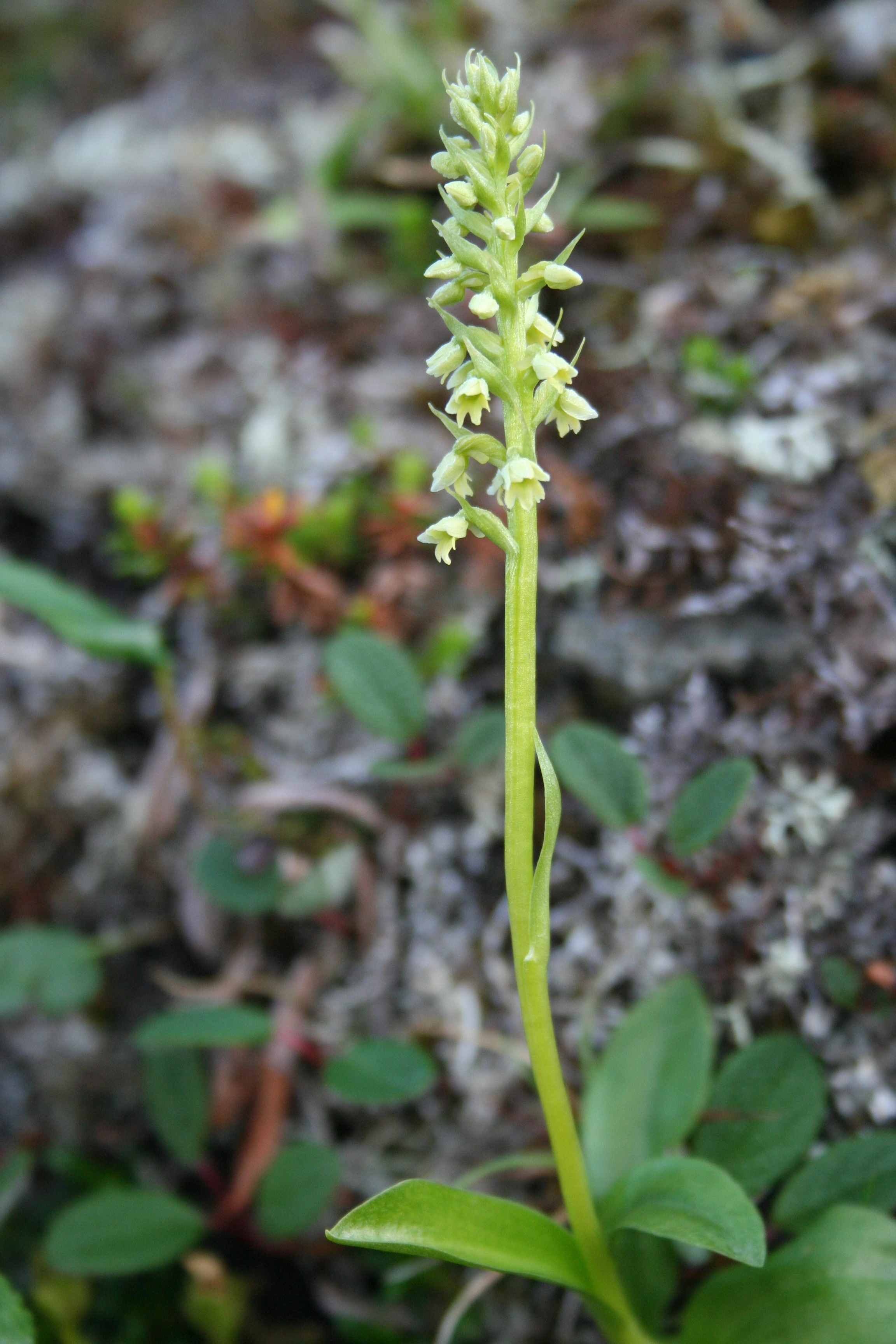 : Pseudorchis straminea.