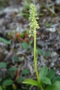 : Pseudorchis straminea.