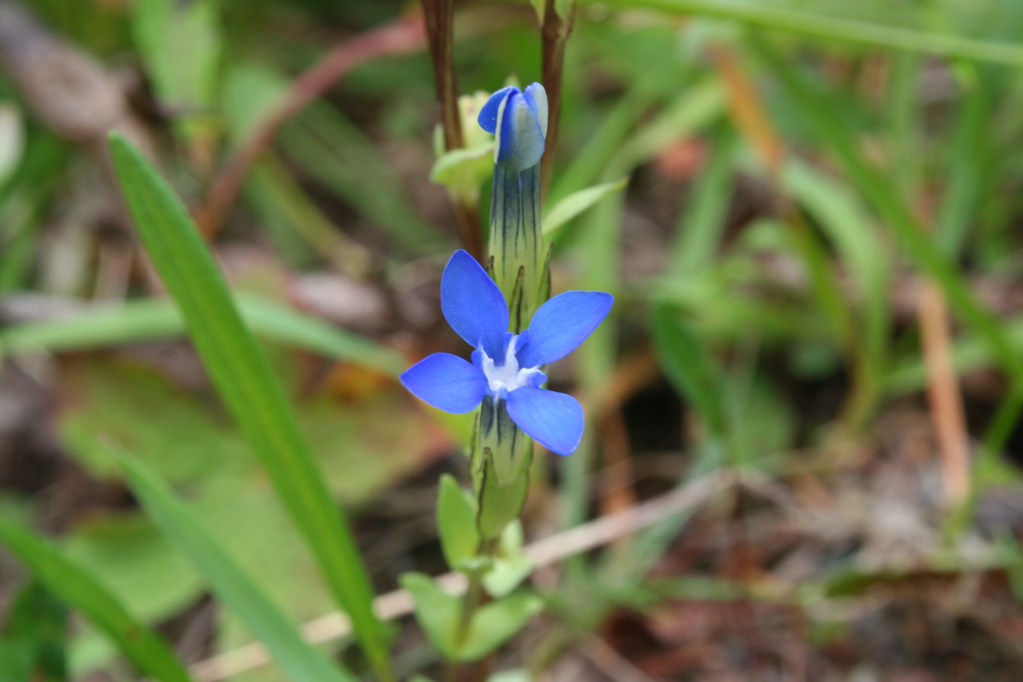 : Gentiana nivalis.