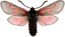 : Zygaena exulans.