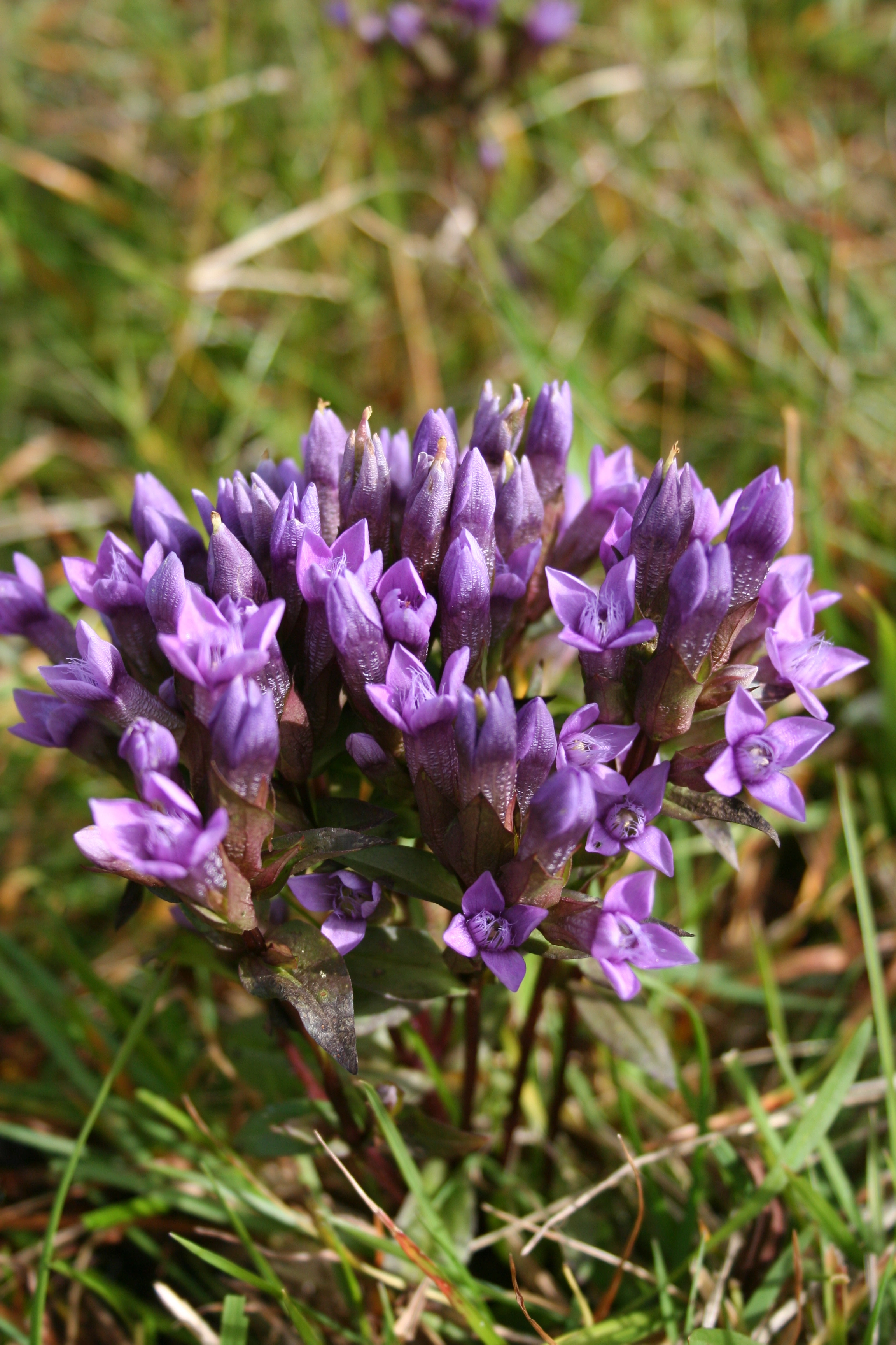 : Gentianella campestris campestris.