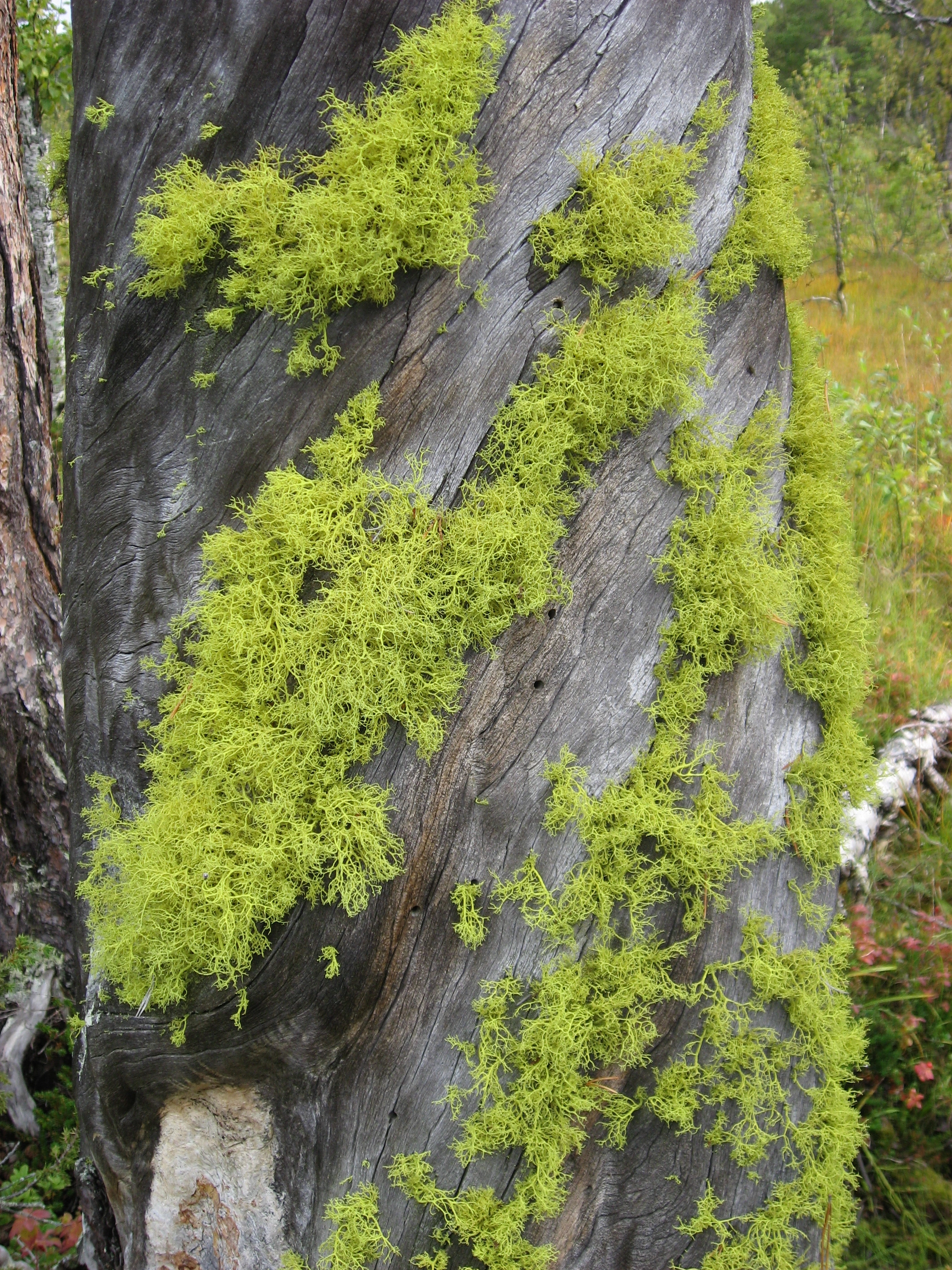 : Letharia vulpina.