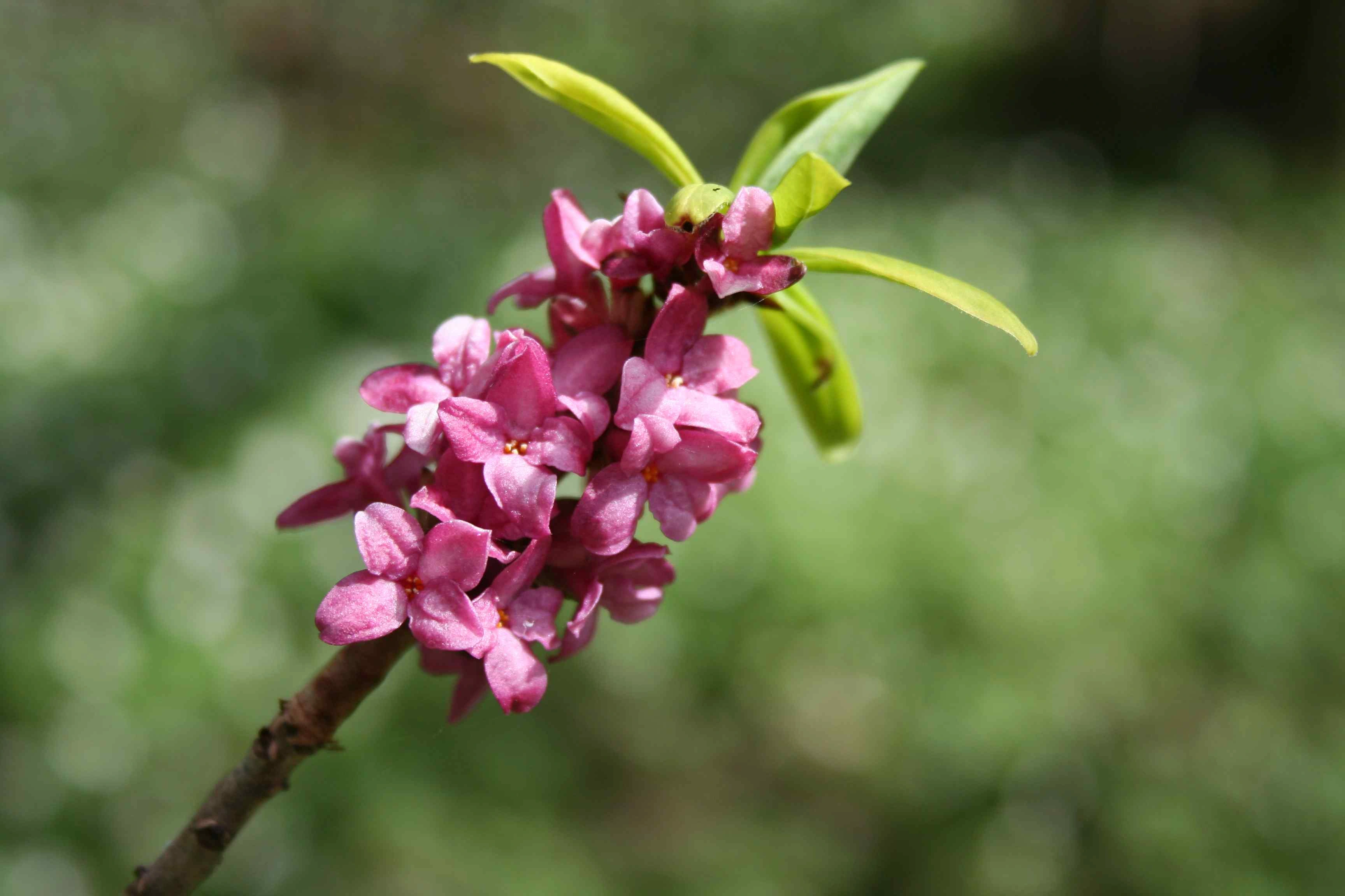 : Daphne mezereum.