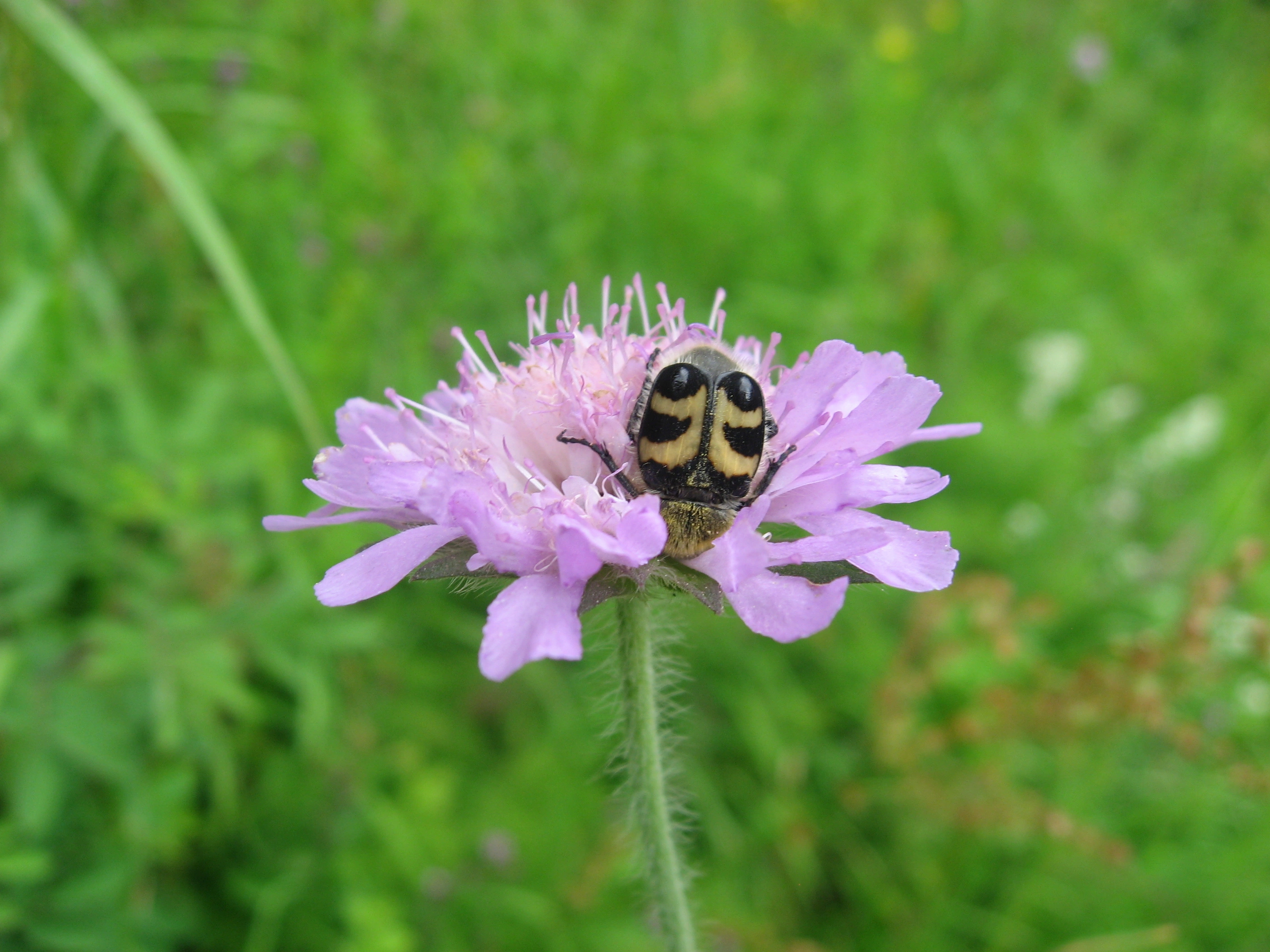 : Trichius fasciatus.