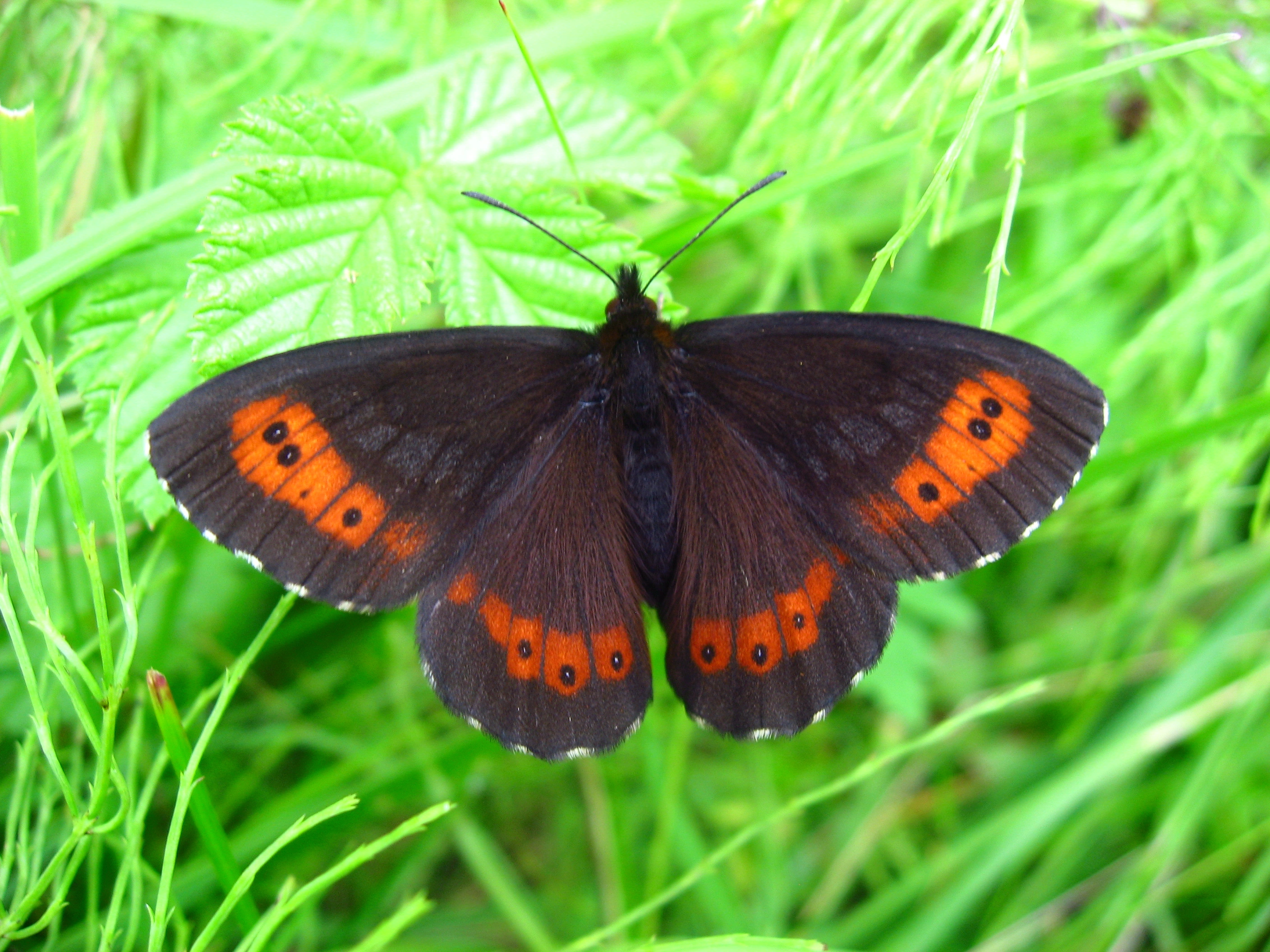 : Erebia ligea.