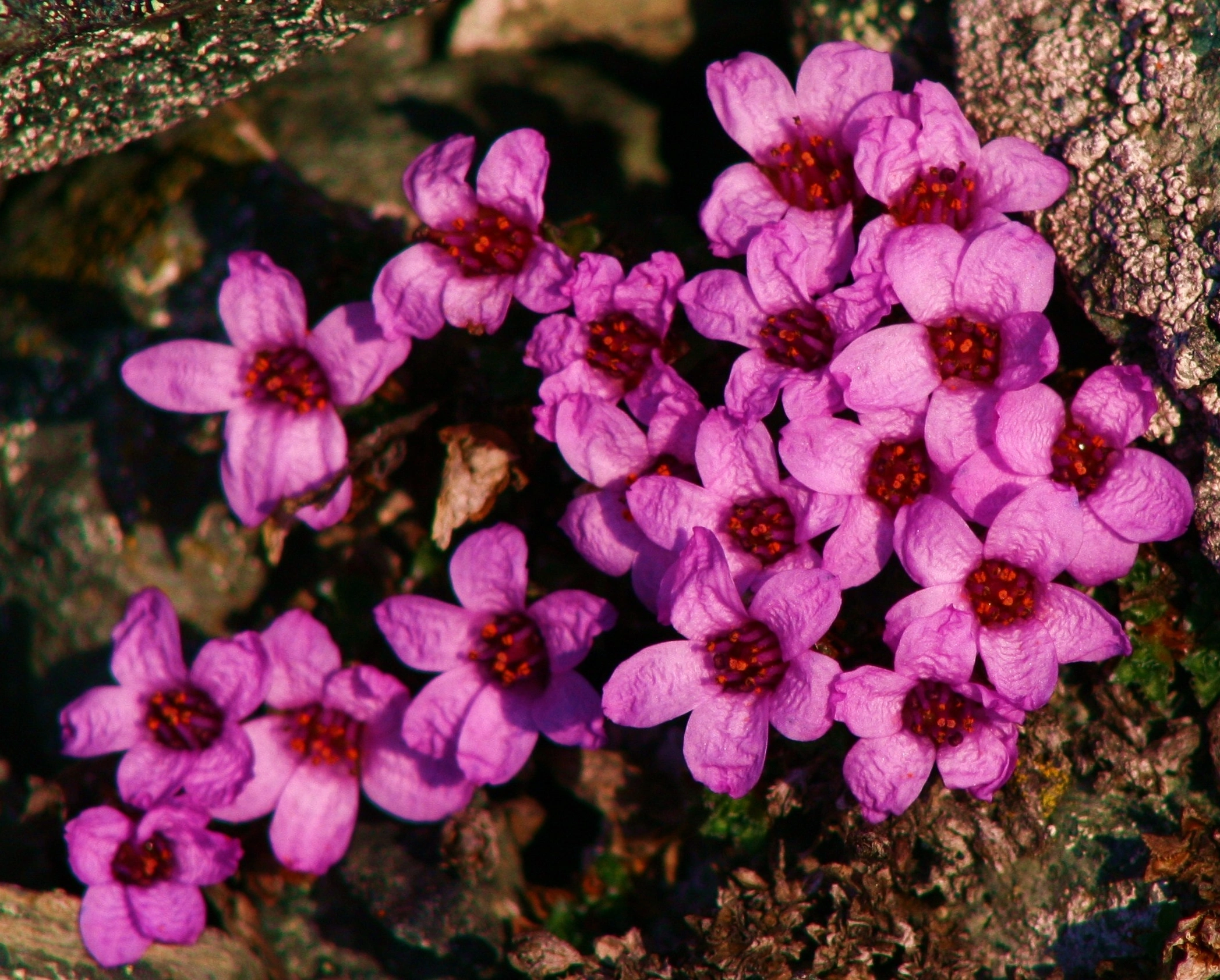 : Saxifraga oppositifolia.