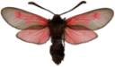 : Zygaena minos.