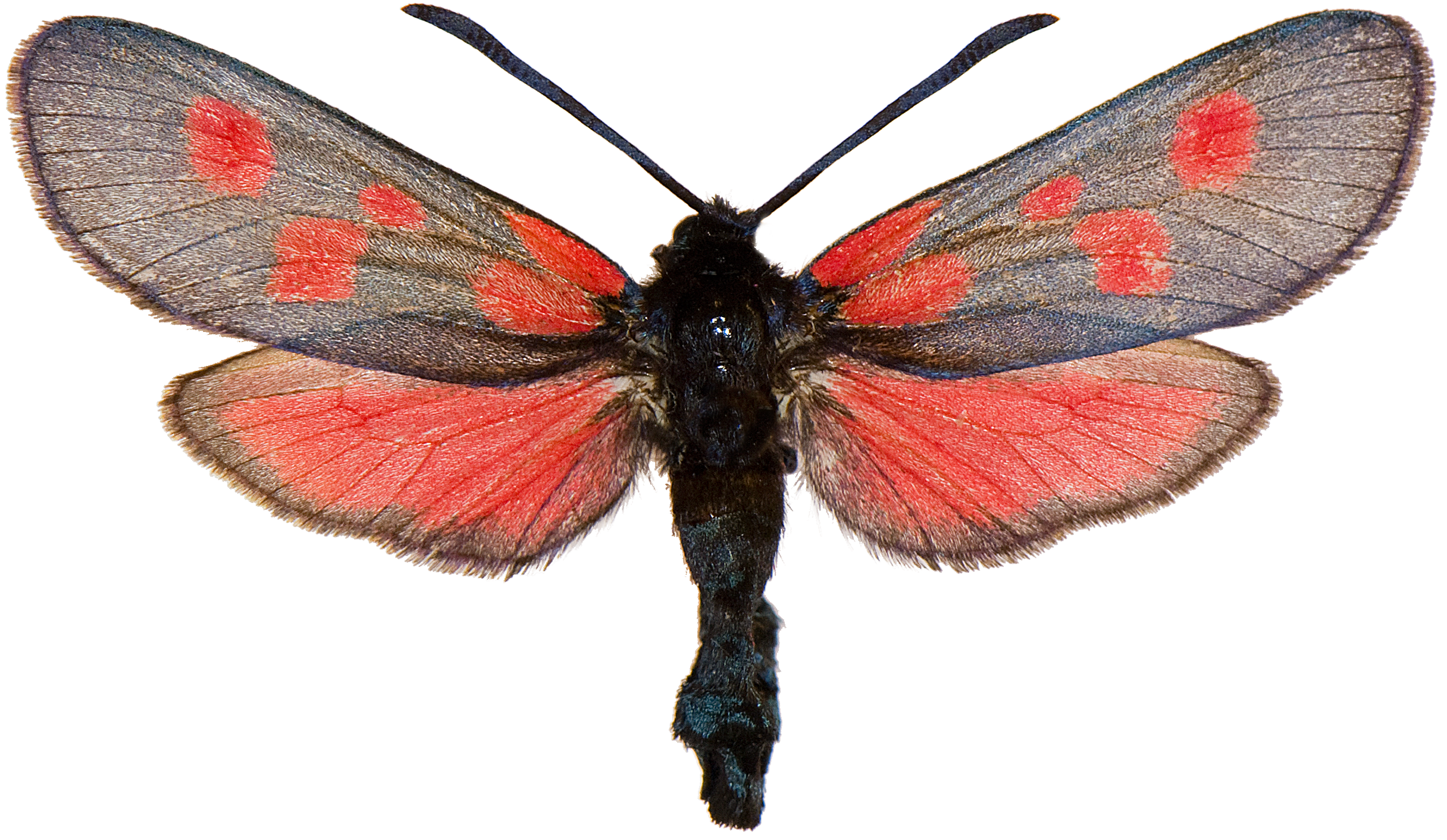 : Zygaena viciae.